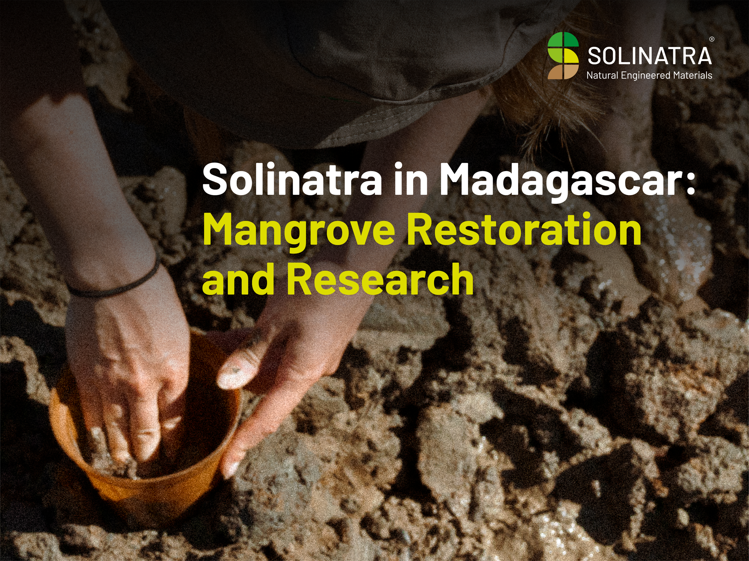 Solinatra in Madagascar: Mangrove Restoration and Research