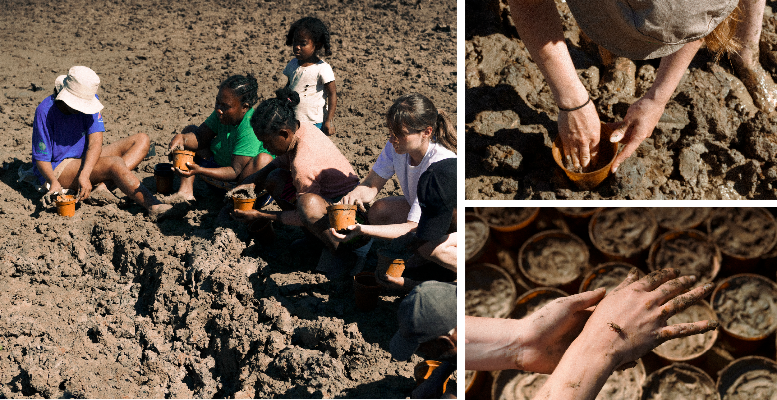 Solinatra in Madagascar: Mangrove Restoration and Research