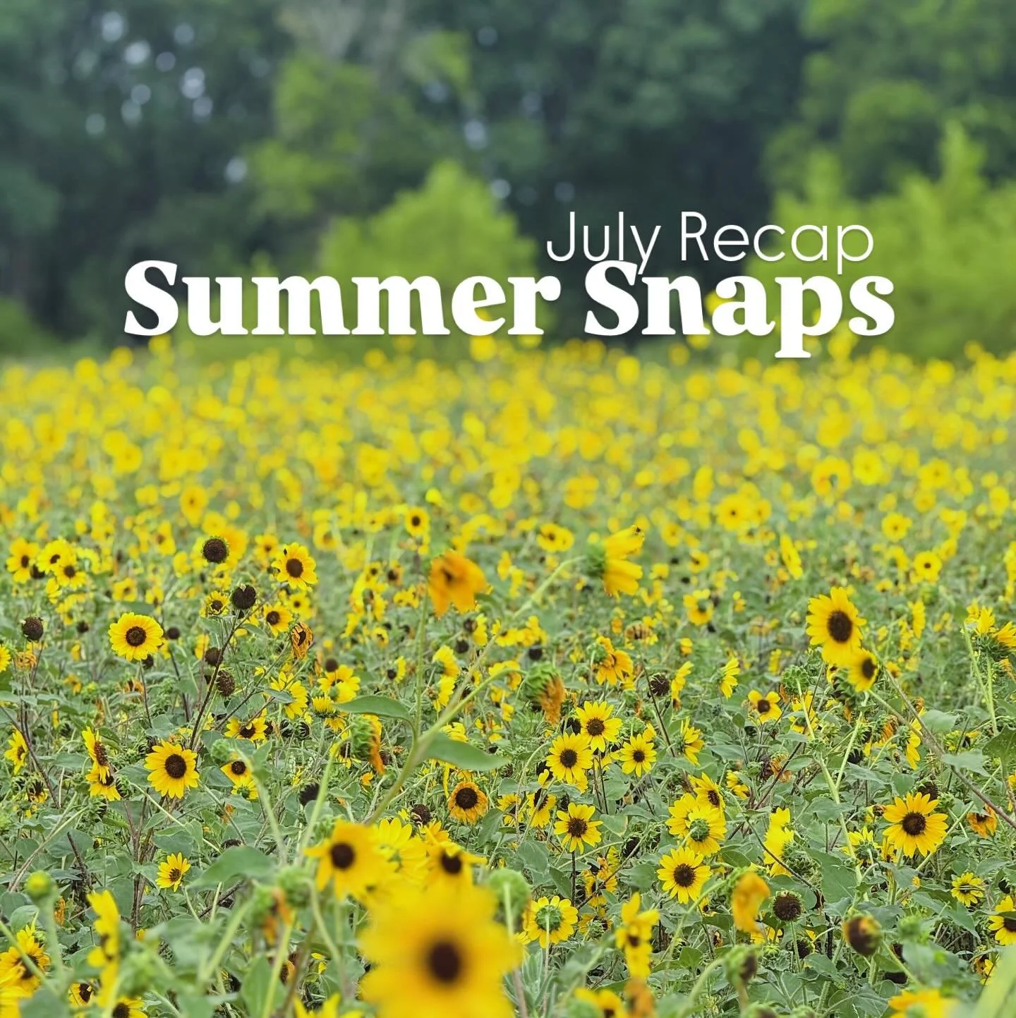Consider this my camera roll confessional. 
Here&rsquo;s July, one snap at a time!

#nativesoilrealty #julyrecap
