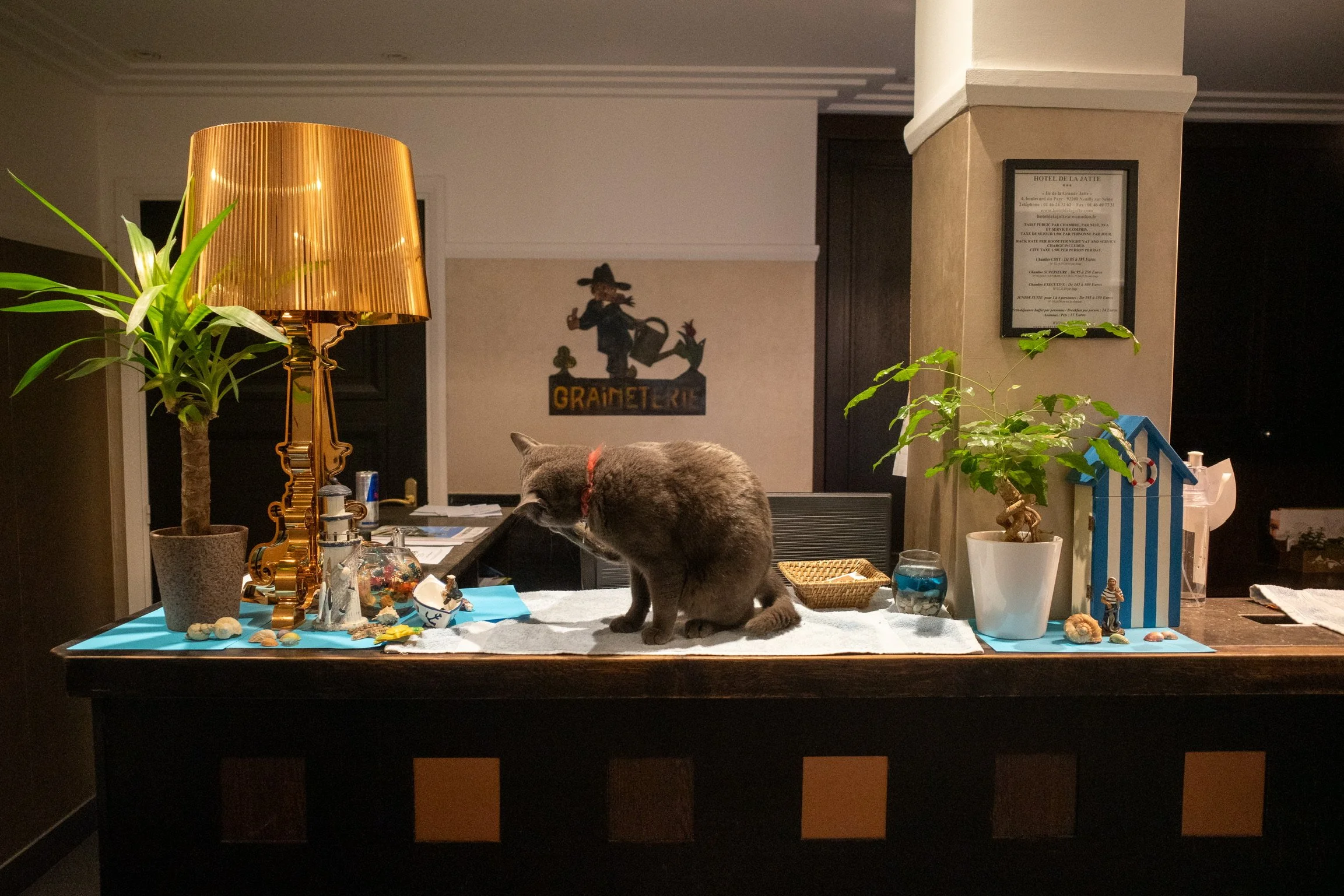 Hotelrezeption mit grauer Katze, goldener Lampe, verschiedenen Dekorationen, Pflanzen und Postern.