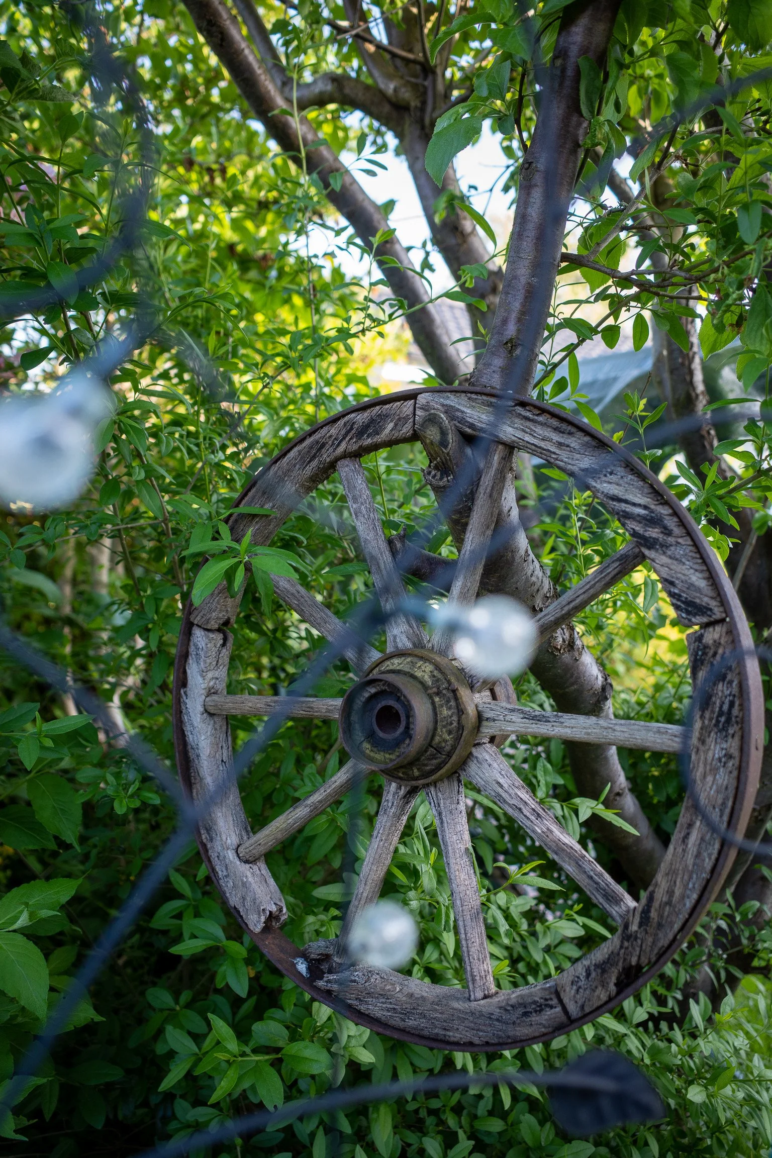 Altes hölzernes Wagenrad in einem Baum mit grünem Laub im Hintergrund.