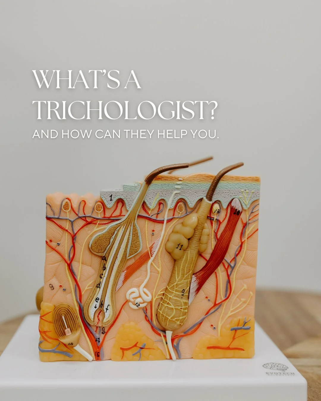 Struggling with hair loss or scalp issues? We're here to help.⁠
⁠
We're excited to announce our owner Sheli is now a certified Trichologist and here to support you in your hair journey.⁠
⁠
&ldquo;For me, it&rsquo;s not just about treating hair loss. 