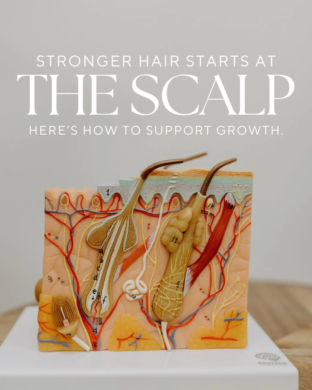 Want healthier, thicker, stronger hair? 💆&zwj;♀️ Start at the root. ⁠
⁠
Our scalp-focused treatments combined with organic-based care and hydration therapy support long-term hair growth and strength.⁠
⁠
Ready to begin? Visit the link in bio to view 