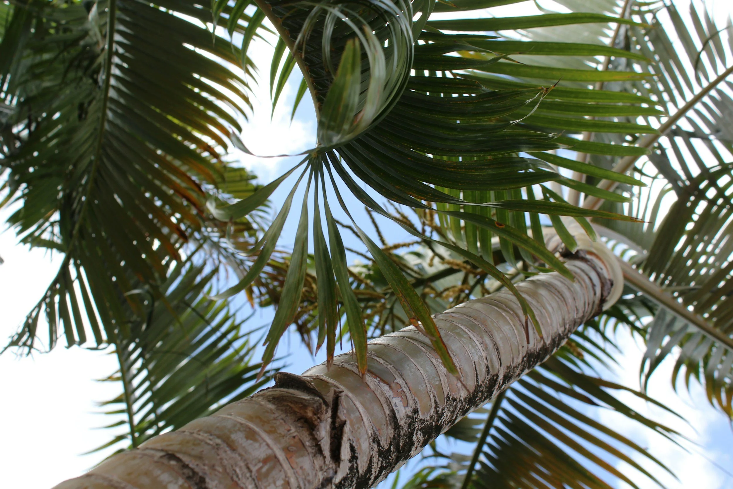 Upward view of a coconut palm tree with a textured trunk and green fronds against a bright sky.