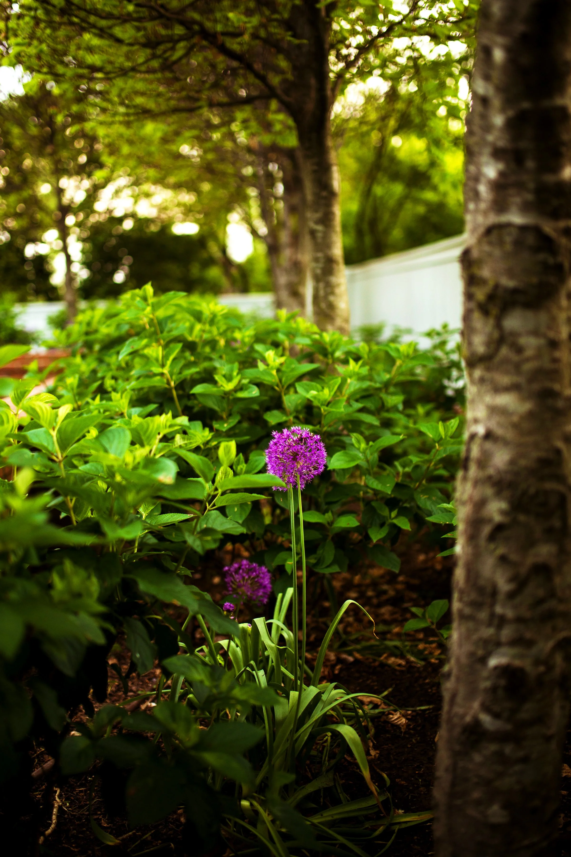 Purple Ornamental Allium_Hortus.jpeg