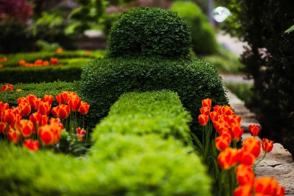 DCS_tulips-Hortus_1.jpeg
