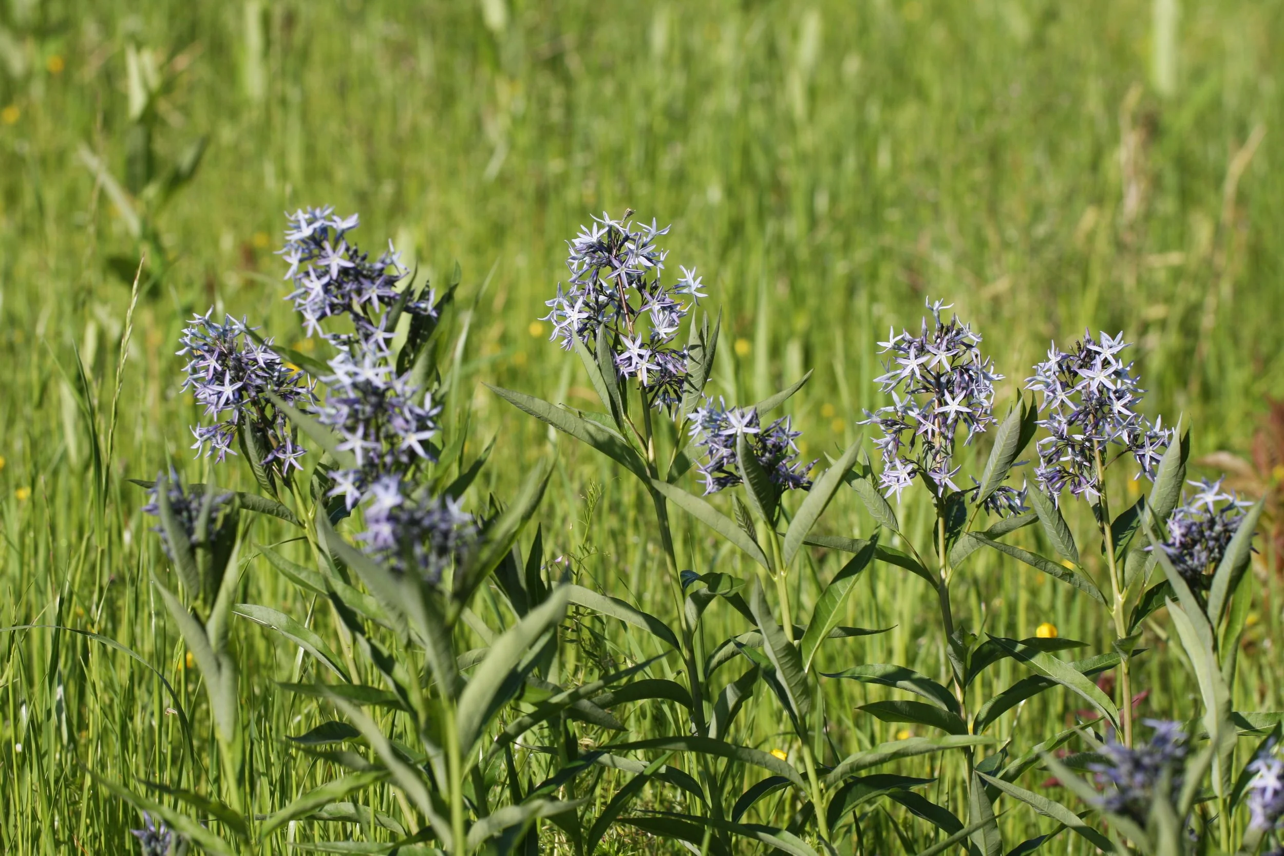 Where to find native plants in Memphis?