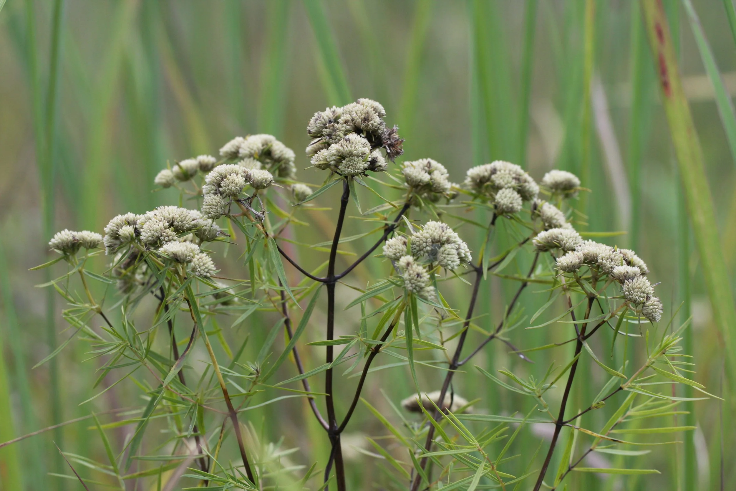 Memphis Native Plants and Memphis Native Plant Gardens