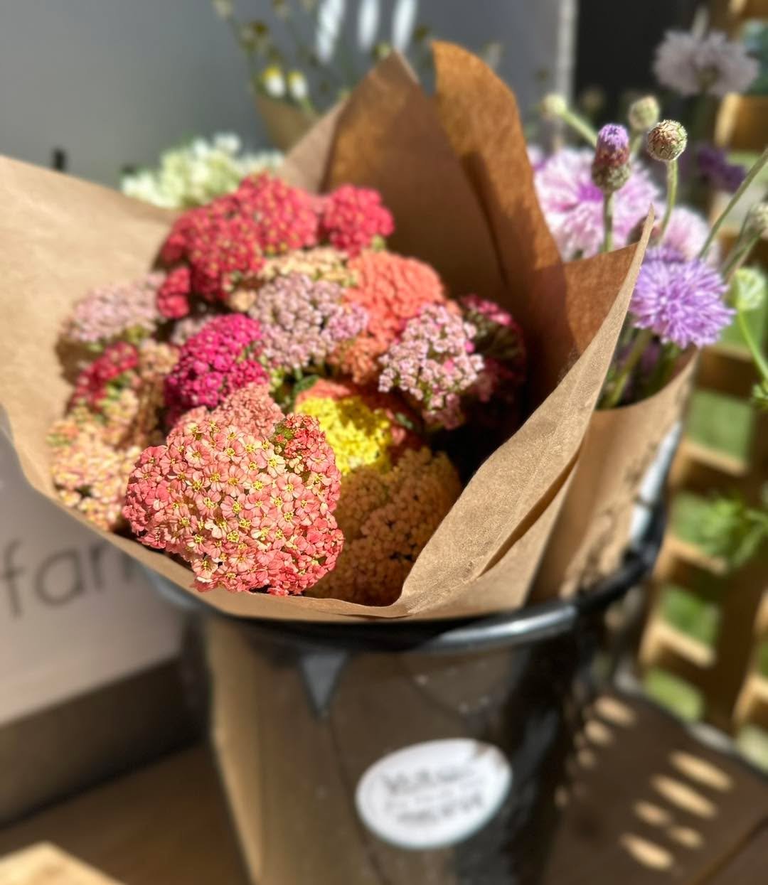One of my all time favorites is getting ready to shine! 

Yarrow is a perennial here in Michigan. She comes in so many different colors, a great filler for bouquets and comes in even thicker than the year before when overwintered. What&rsquo;s not to