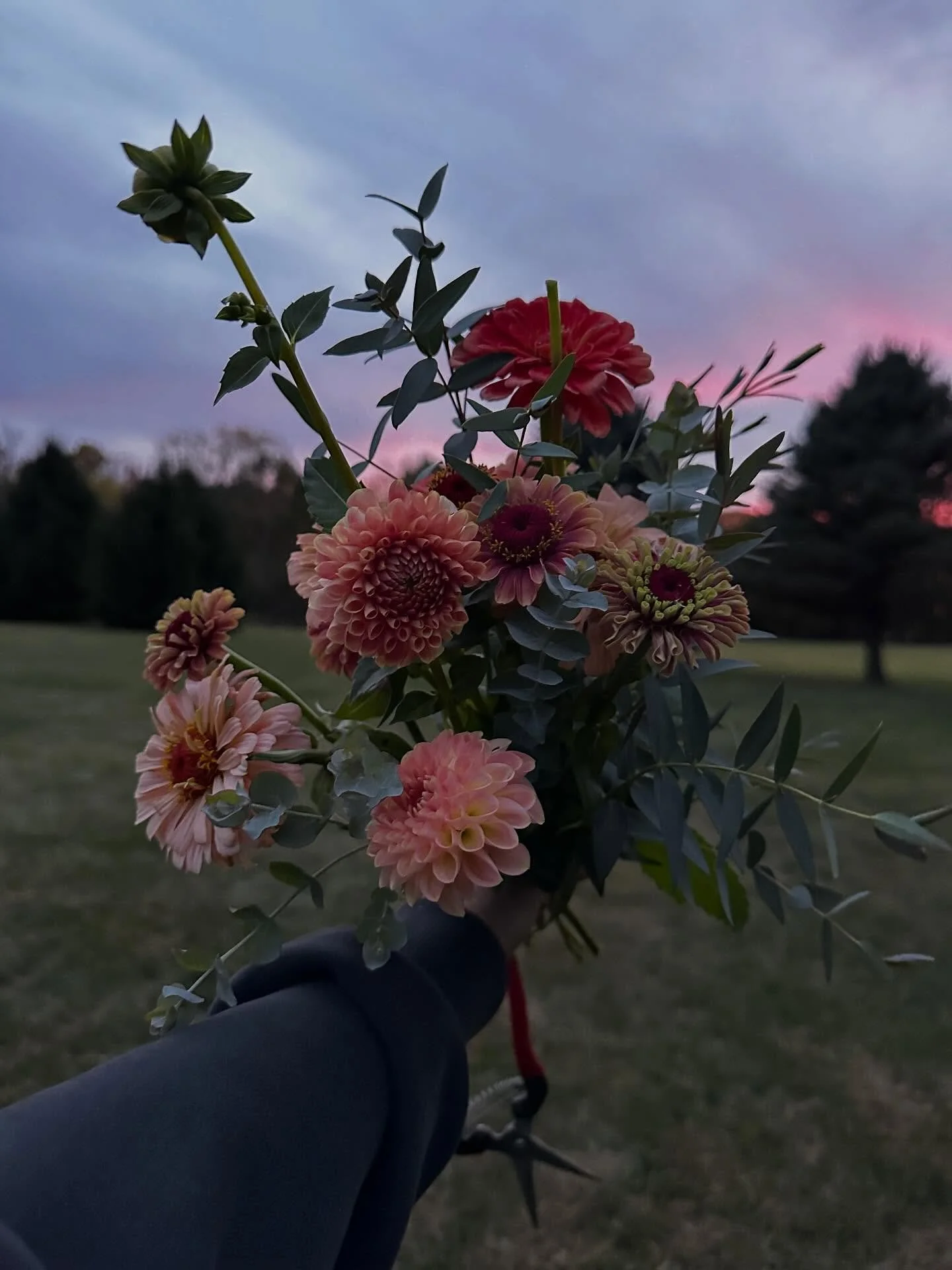 Because even the flower farmer deserves fresh flowers in the house! soaking up the last few stems before we see frost! Fresh euc, zinnias and dahlias 🩷