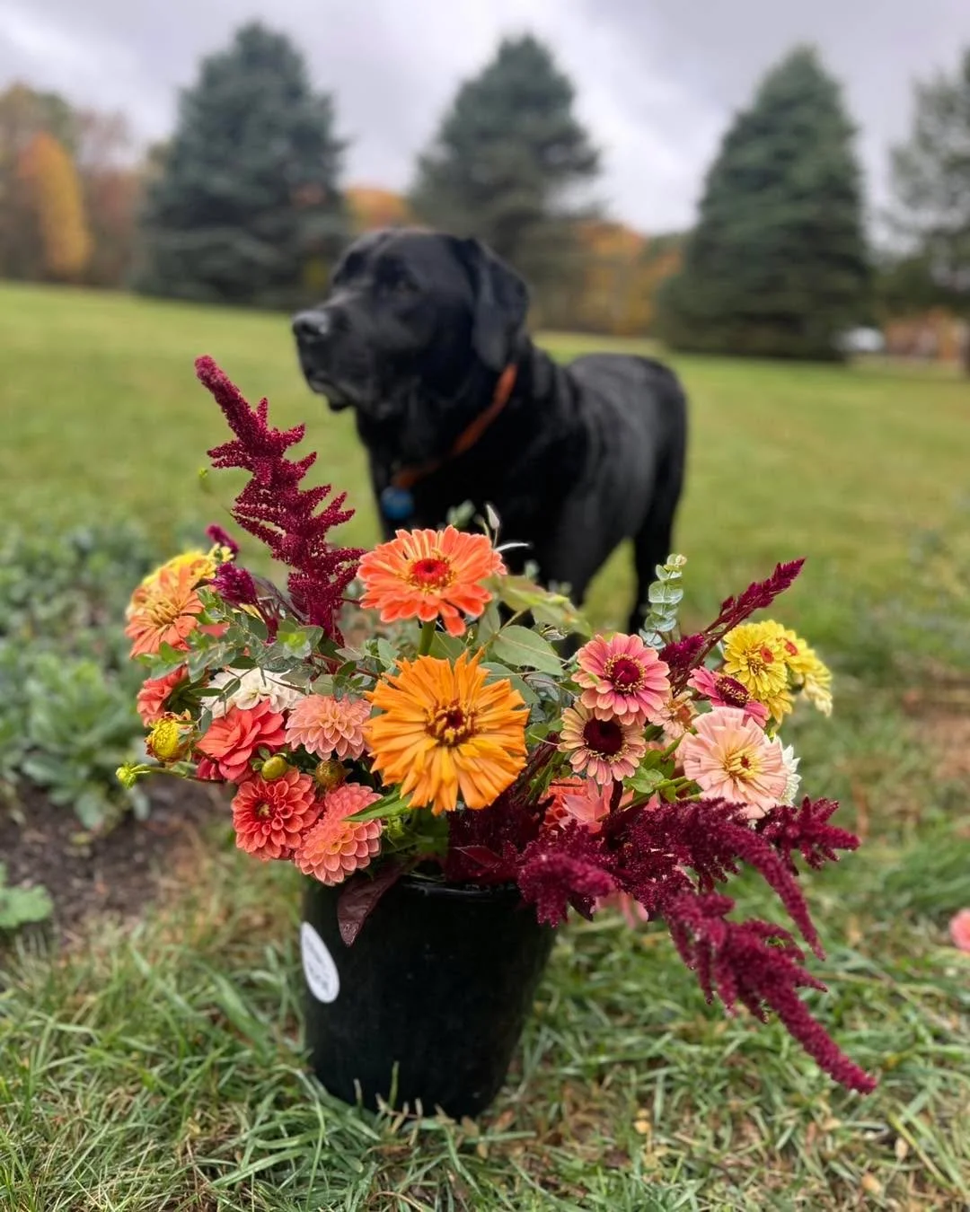 Rainy day harvest 🍂