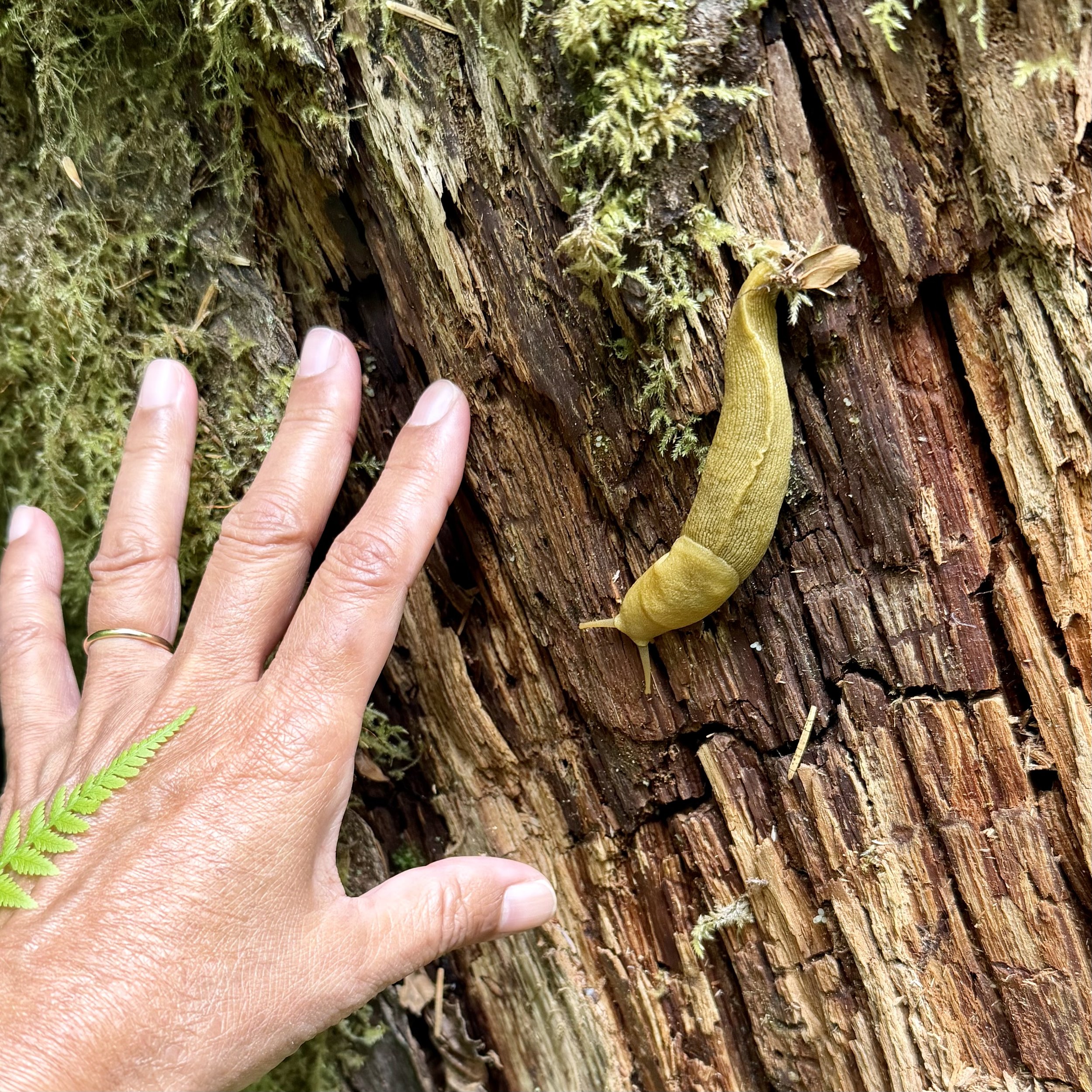 My left hand (banana slug for scale)