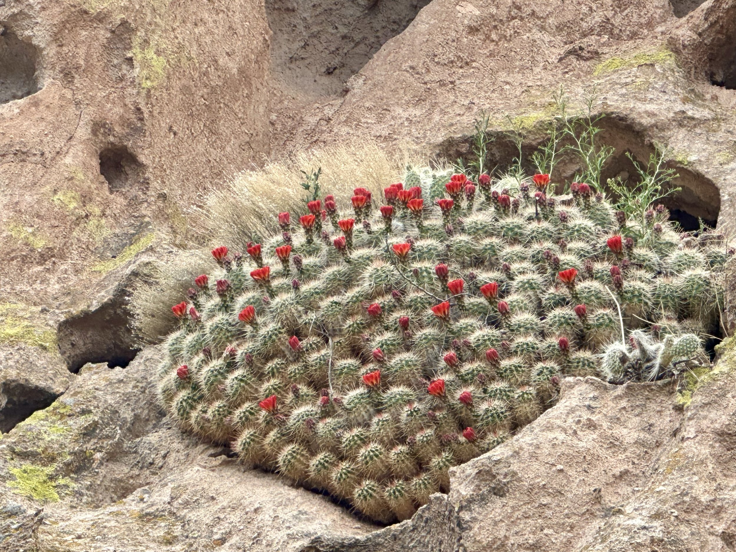 Blooming cactus growing on vertical canyon wall