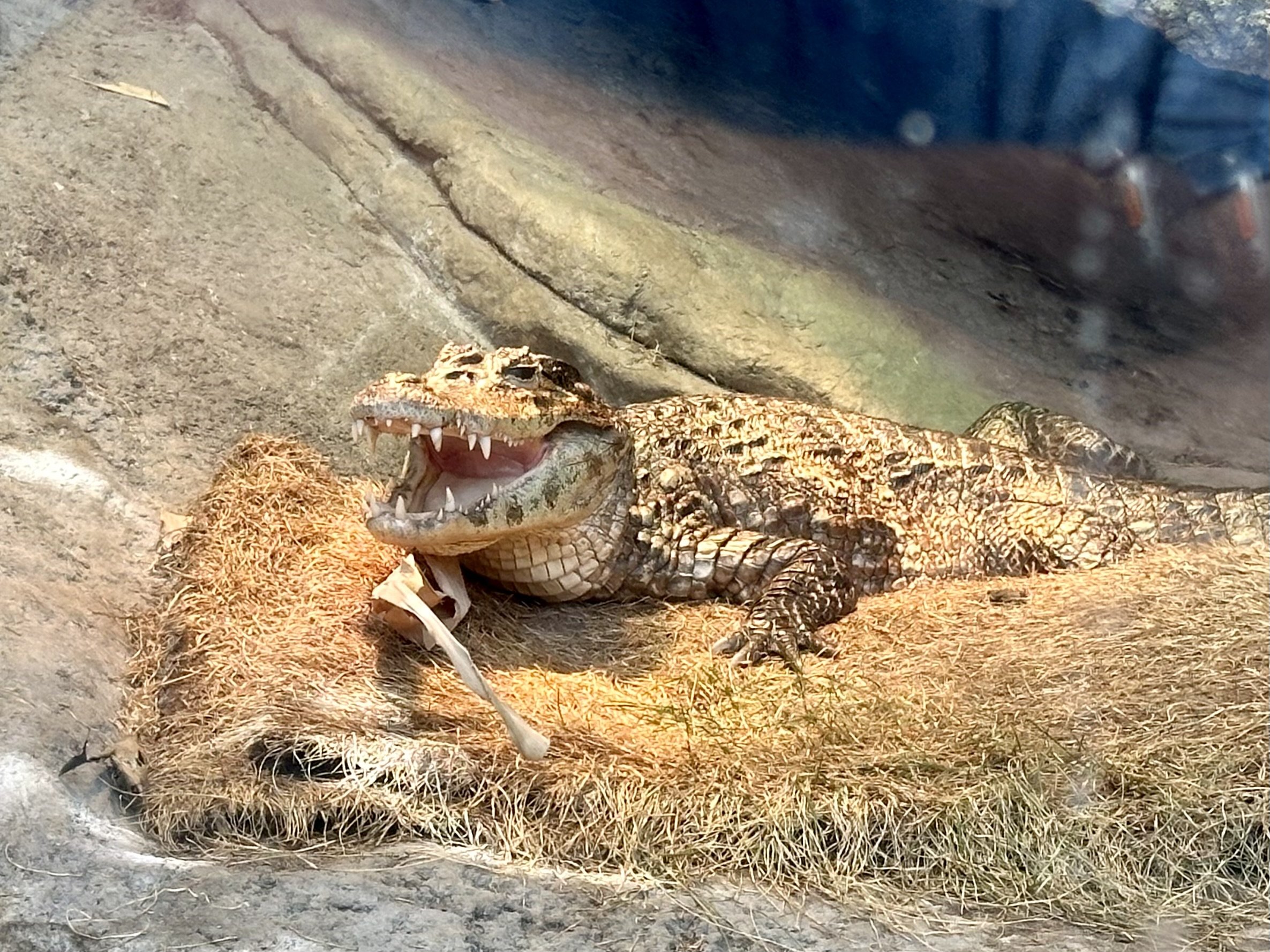 Caiman