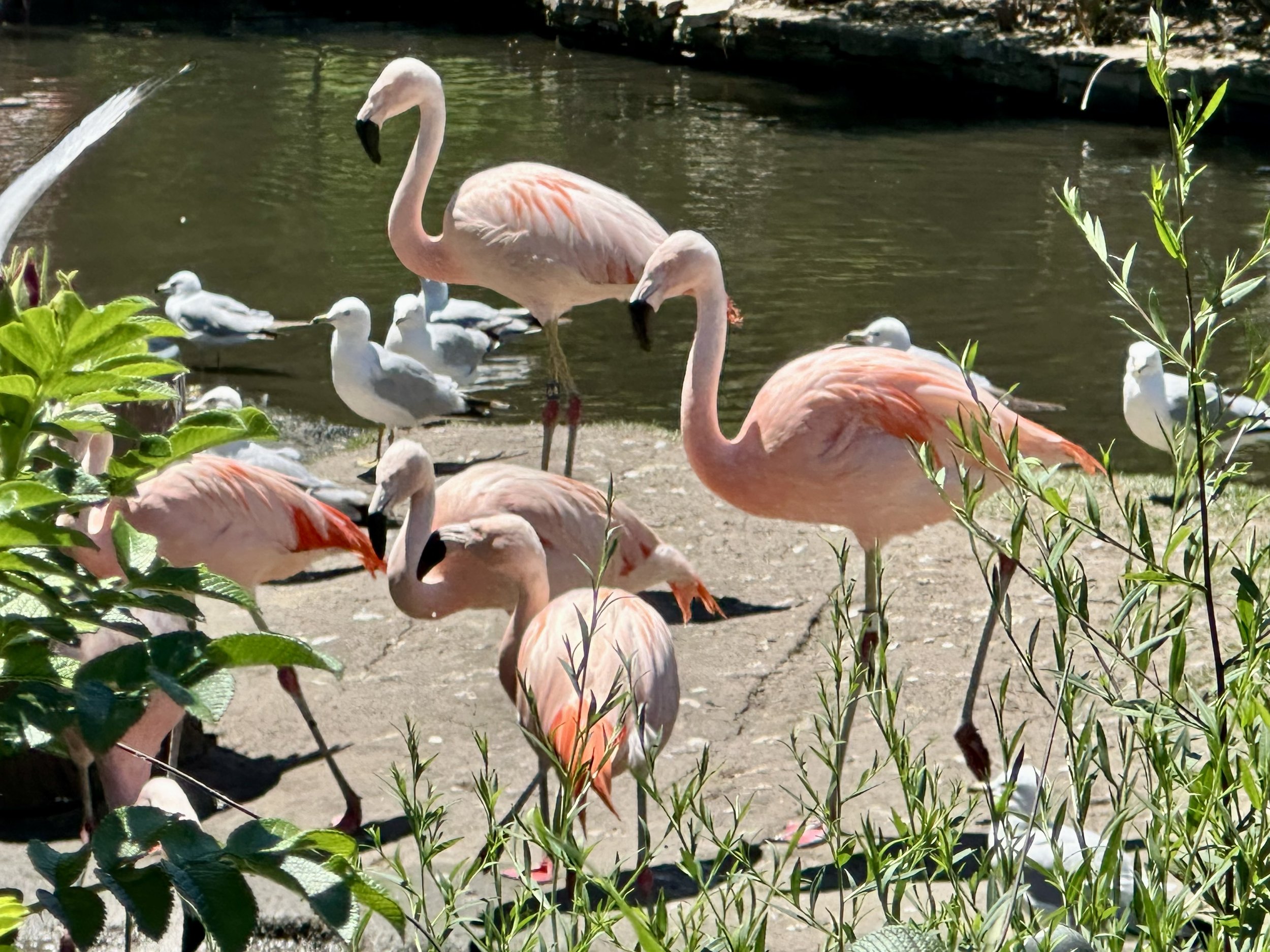 Chilean flamingos