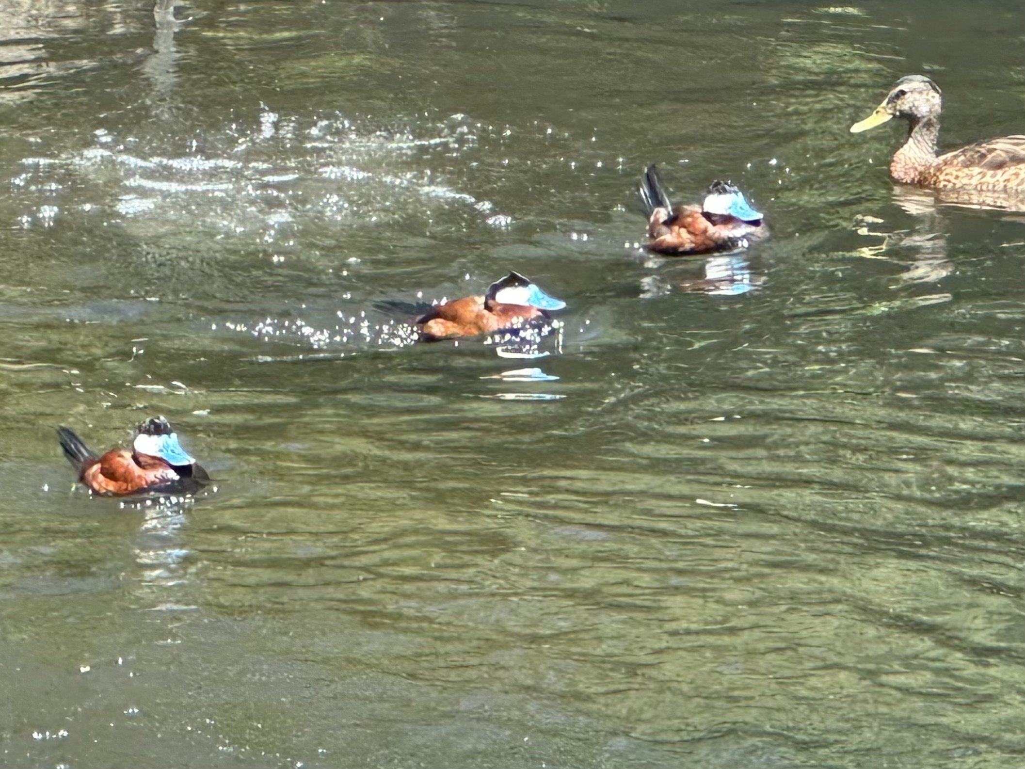 Ruddy ducks