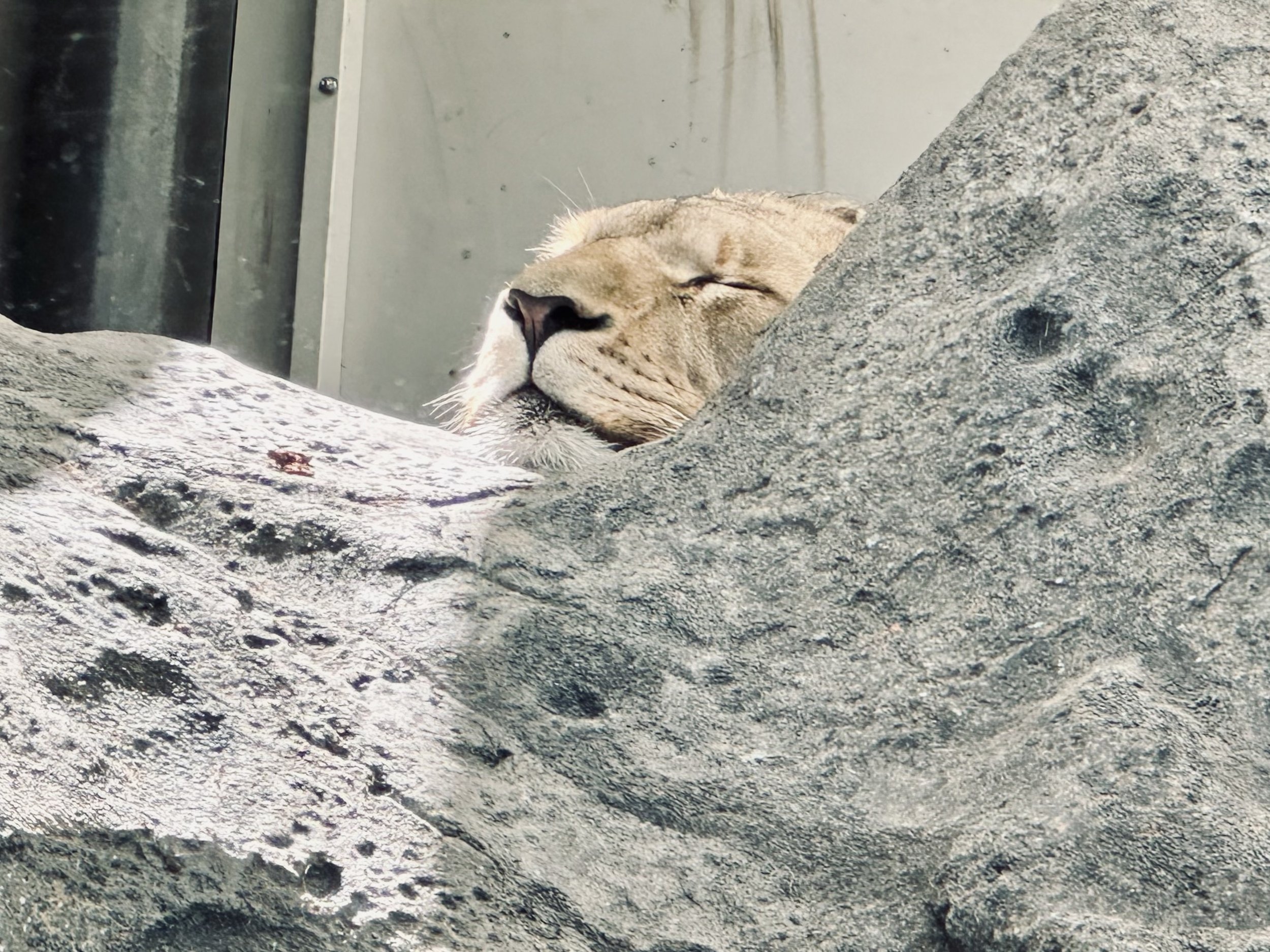 All we could see of the lion