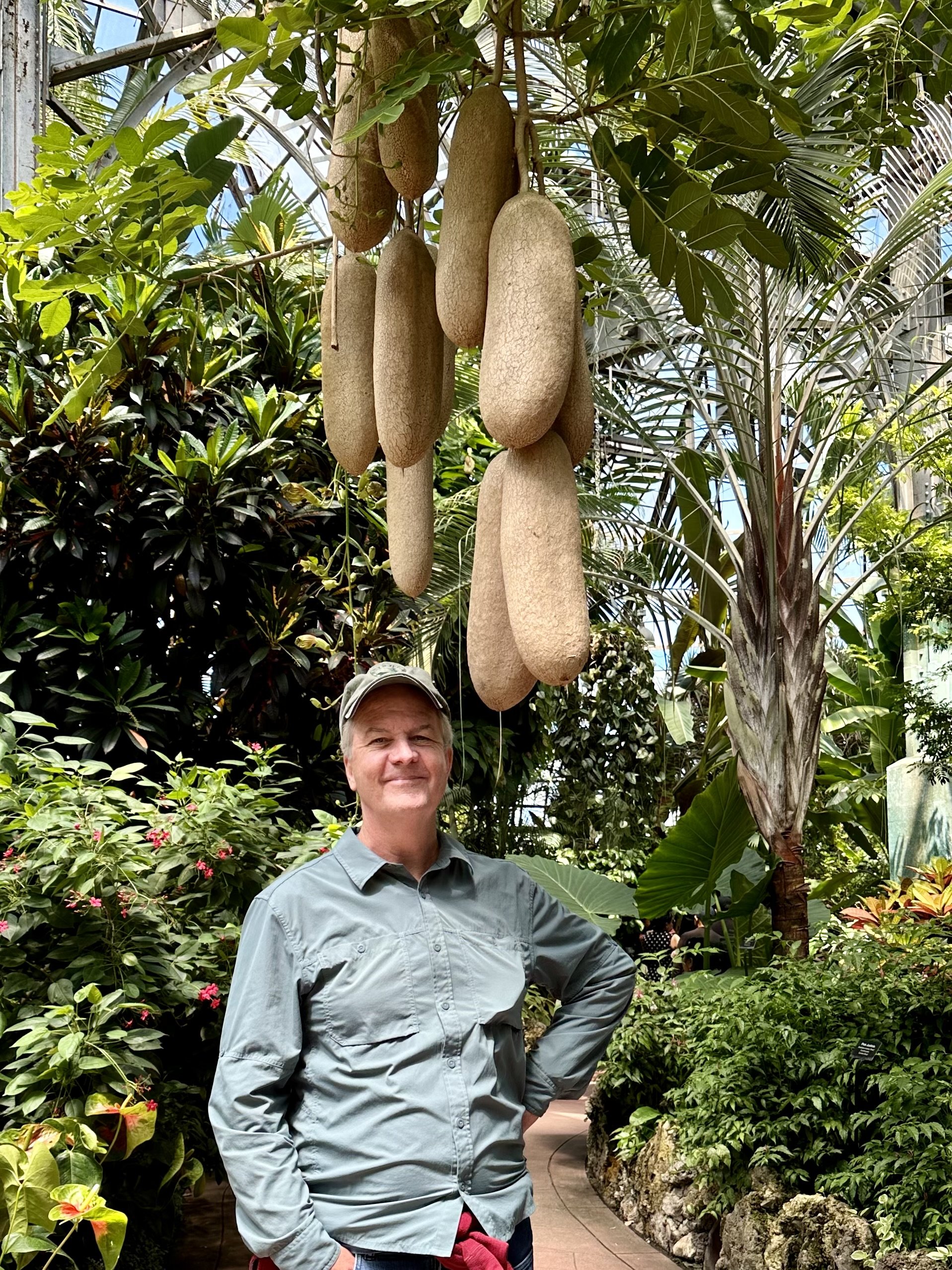 Kigelia africana (sausage tree)