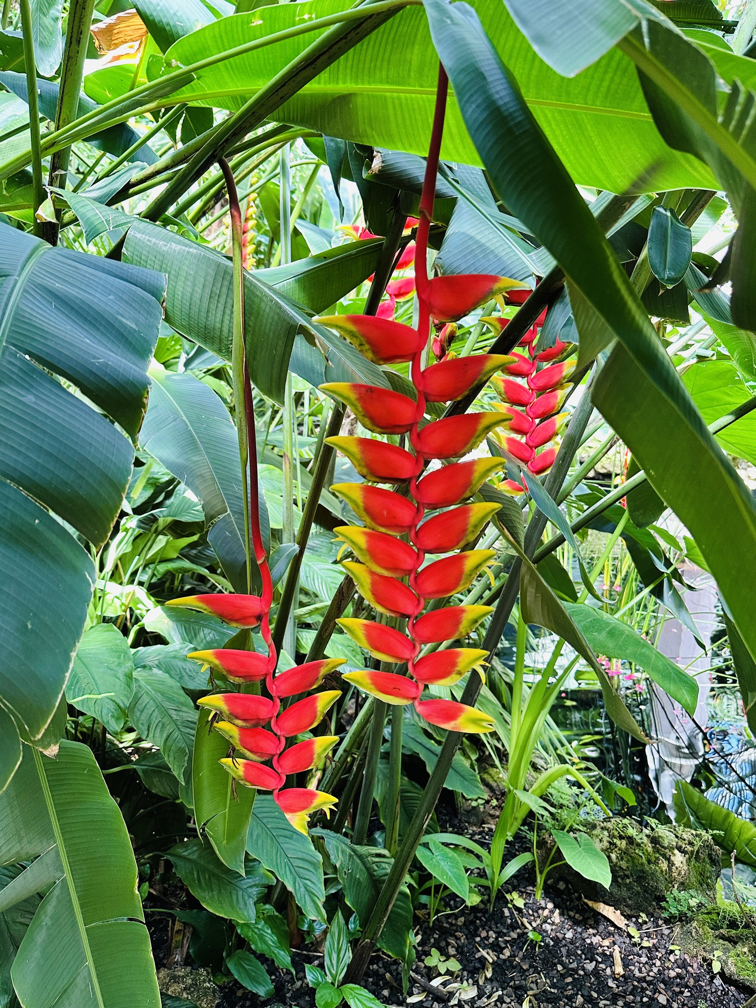 Hanging lobster claw heliconia