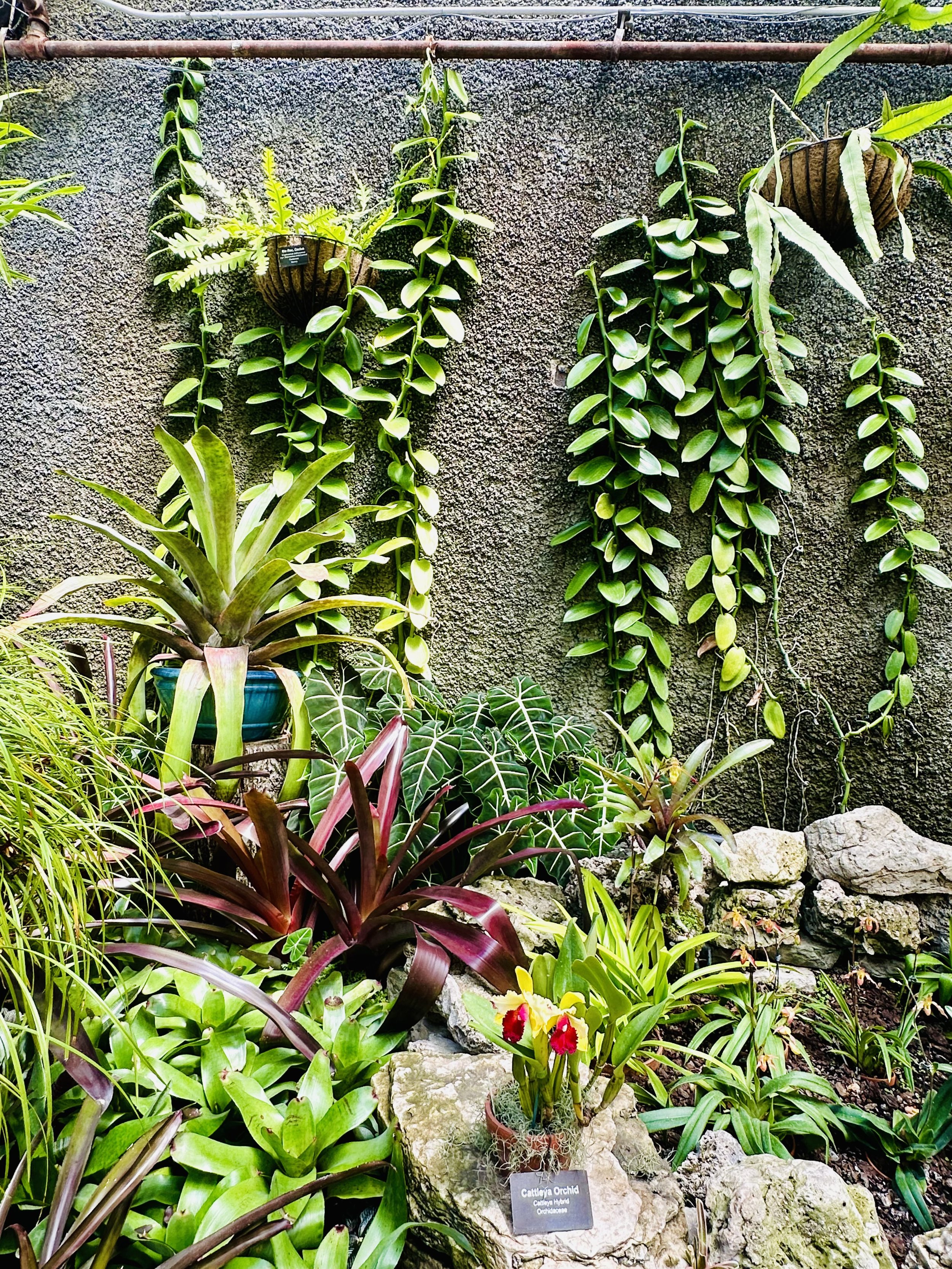 Wall in the Orchid Room