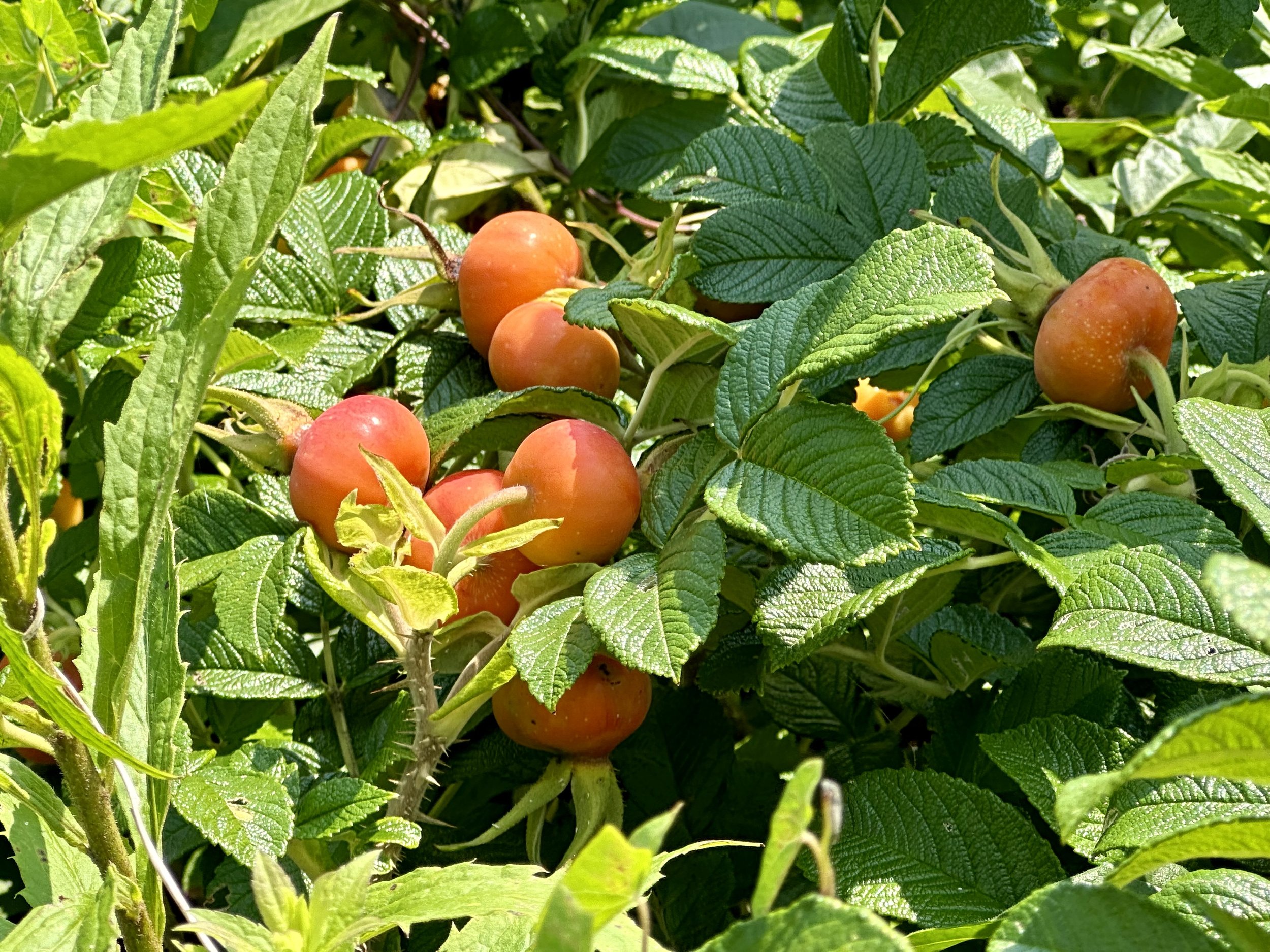 Rose hips growing alongside the Cliff Walk