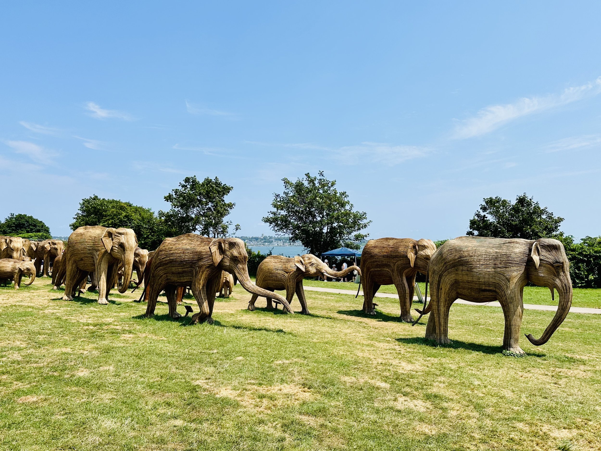 Elephants marching alongside the Cliff Walk