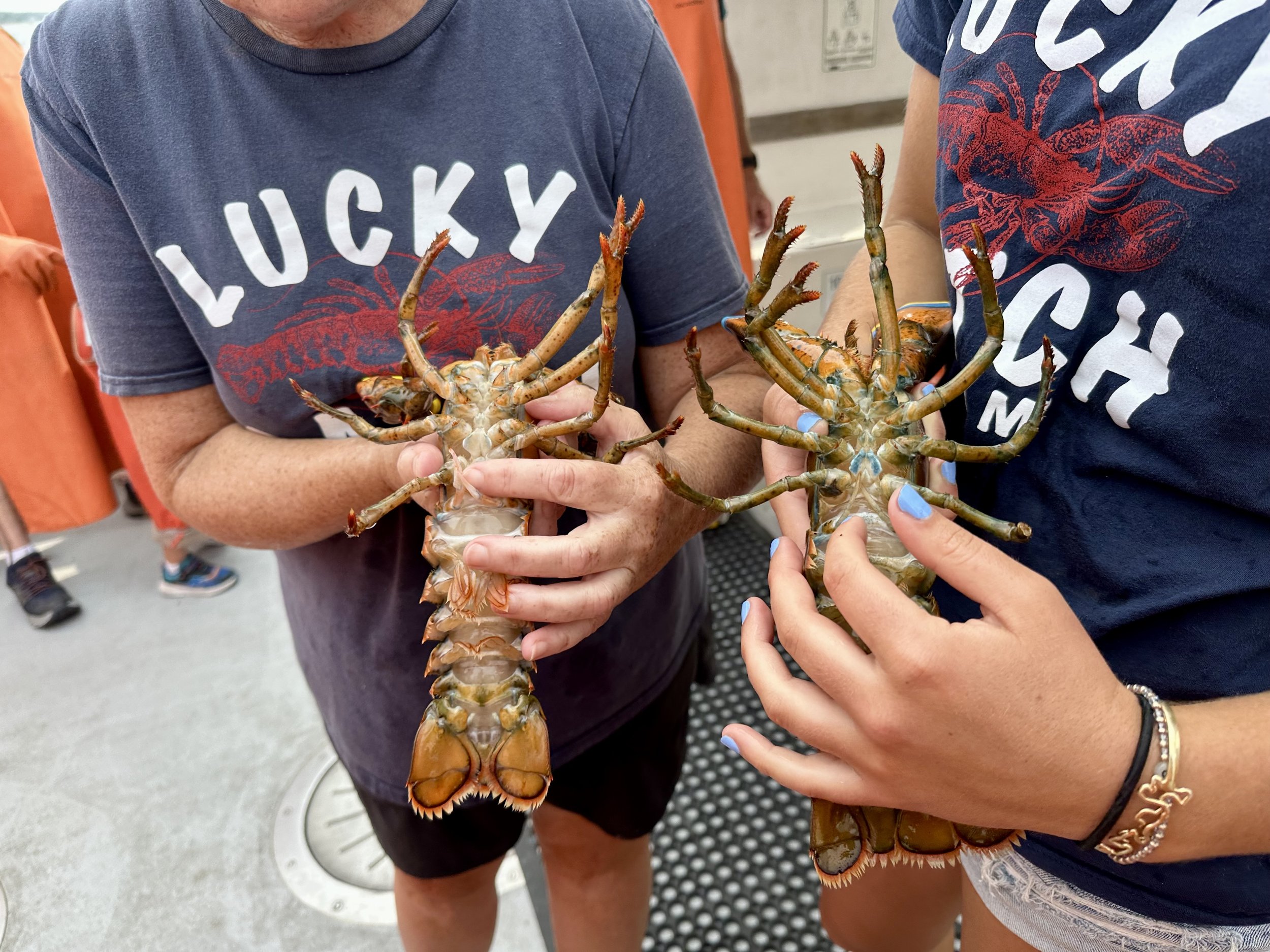 Male lobster on right, female on left