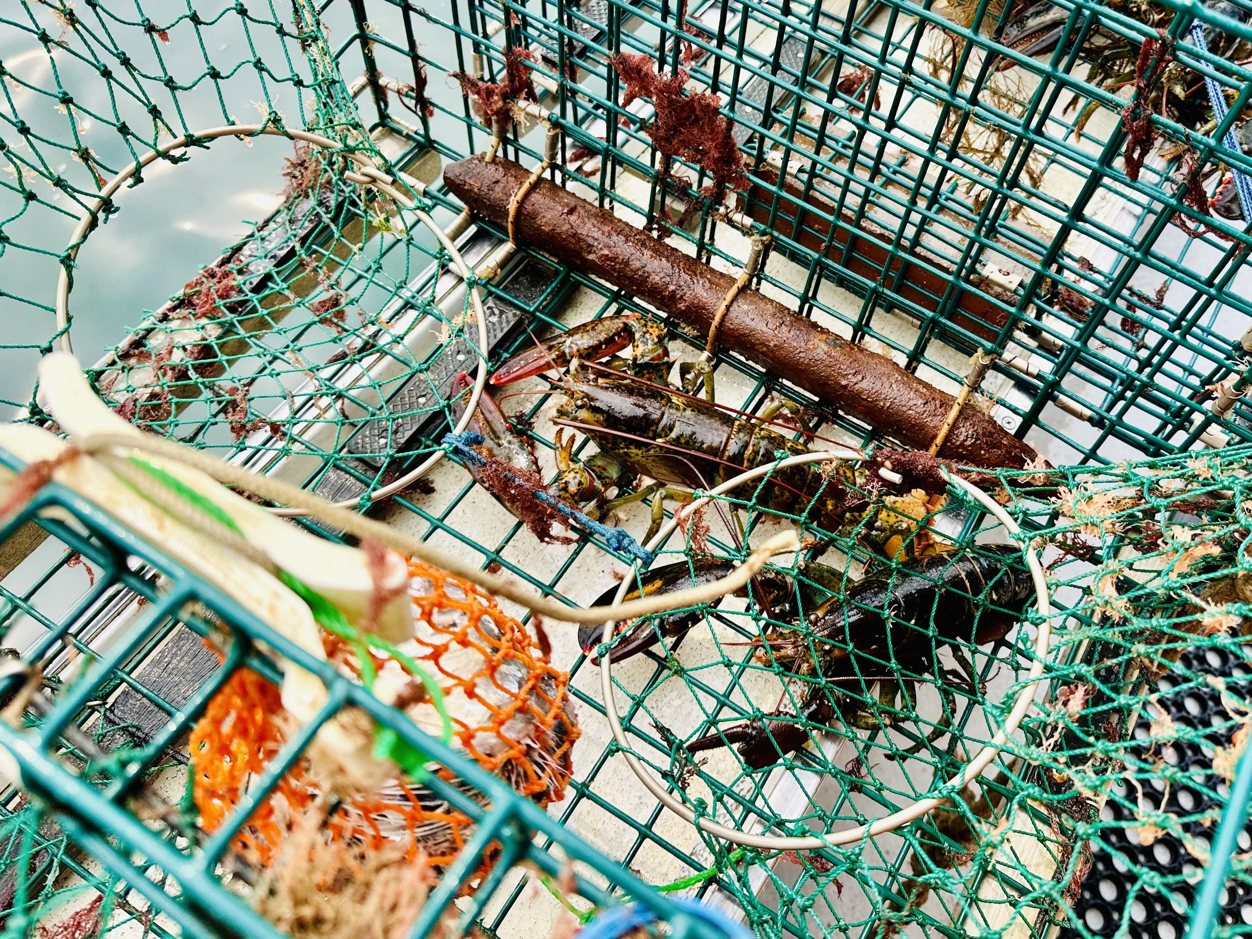 Trap with lobsters