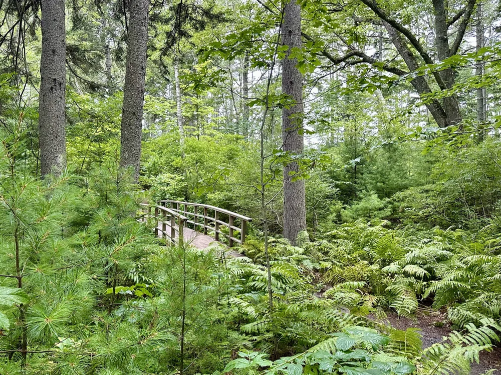 Footbridge along the trail