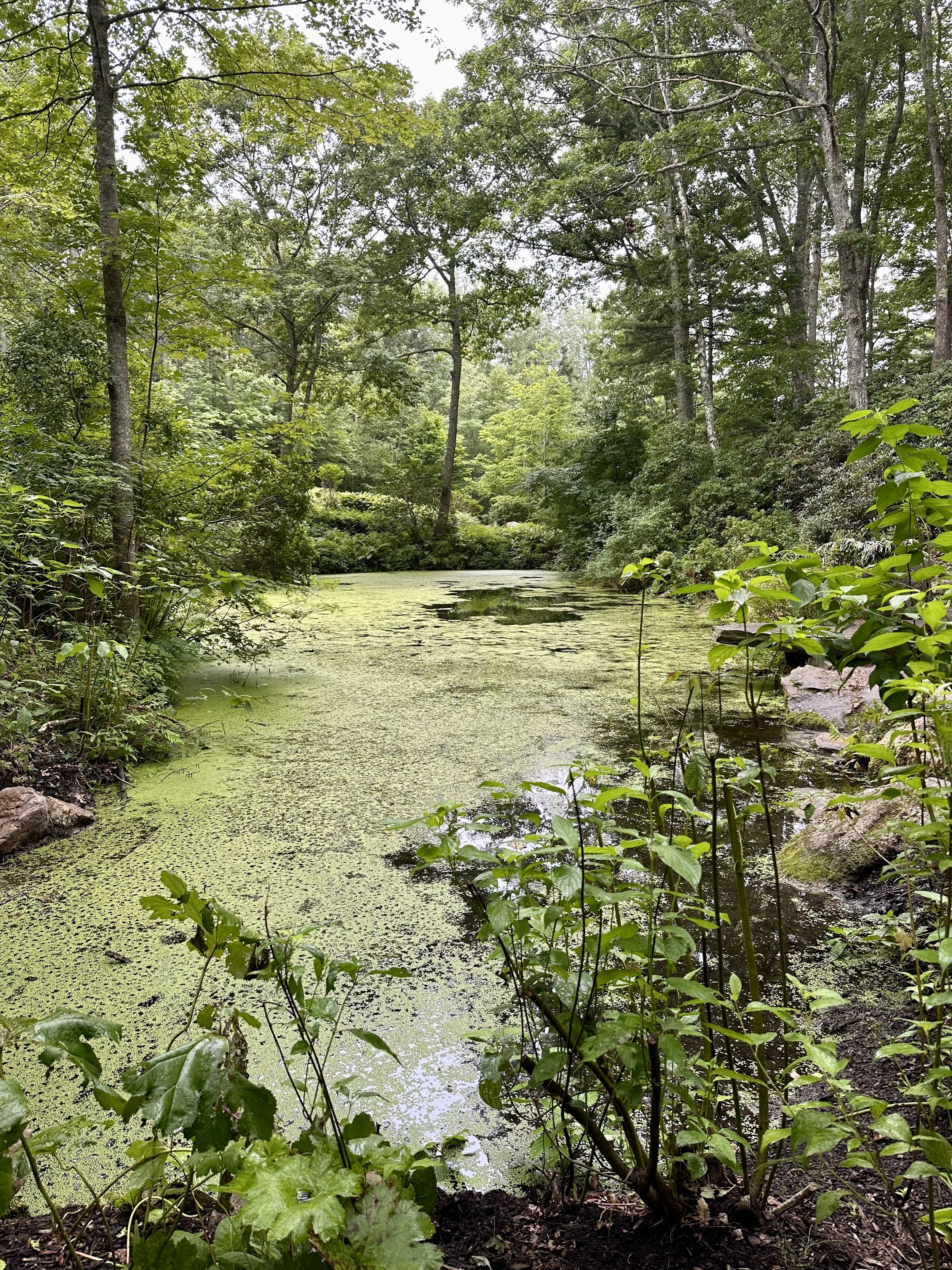 Pond