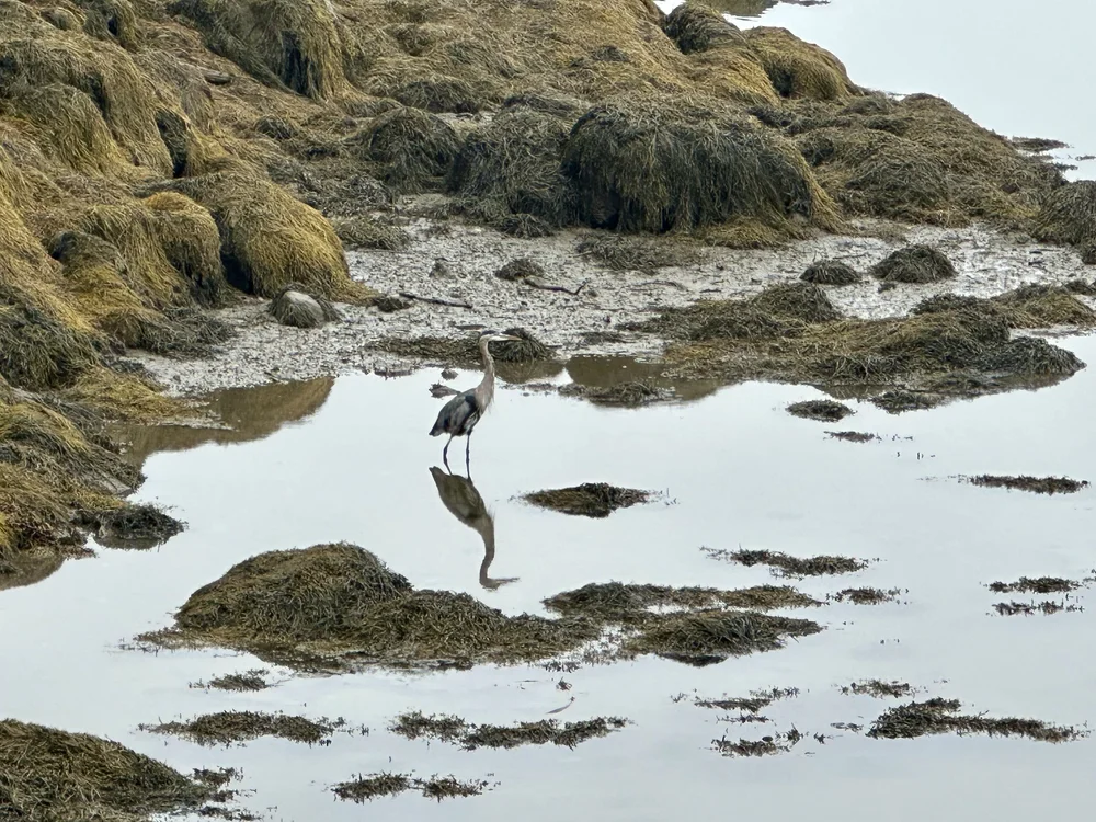 Reflected Heron on shore of Back River