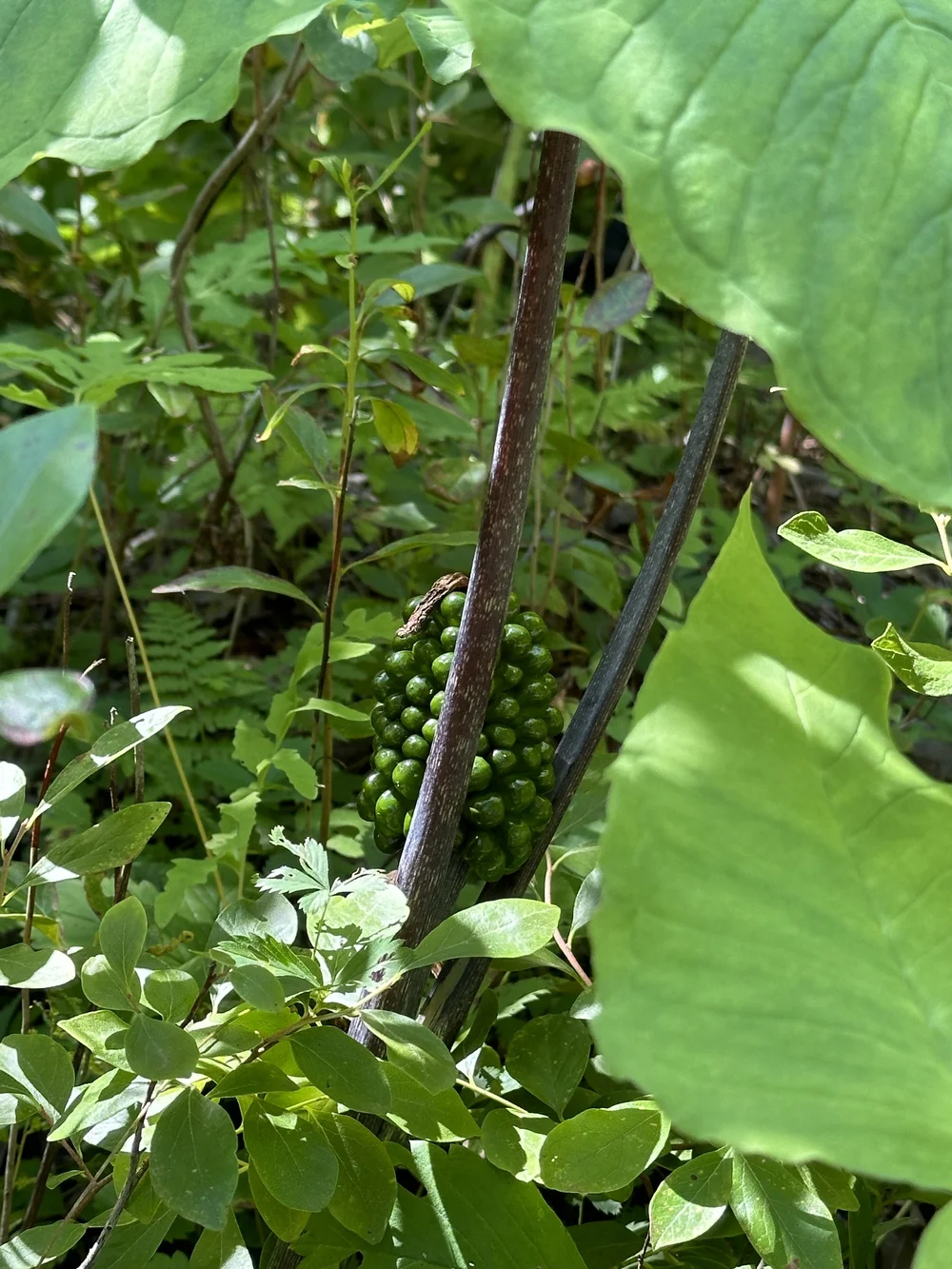 Jack-in-the-Pulpit berries