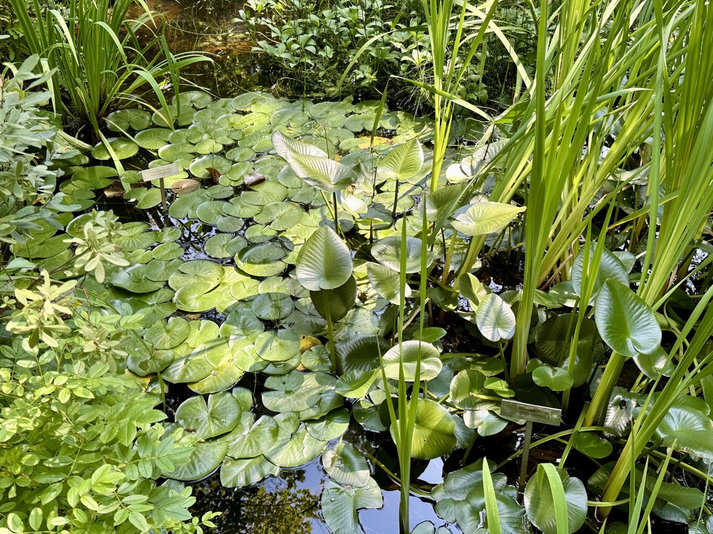 Lily Pond