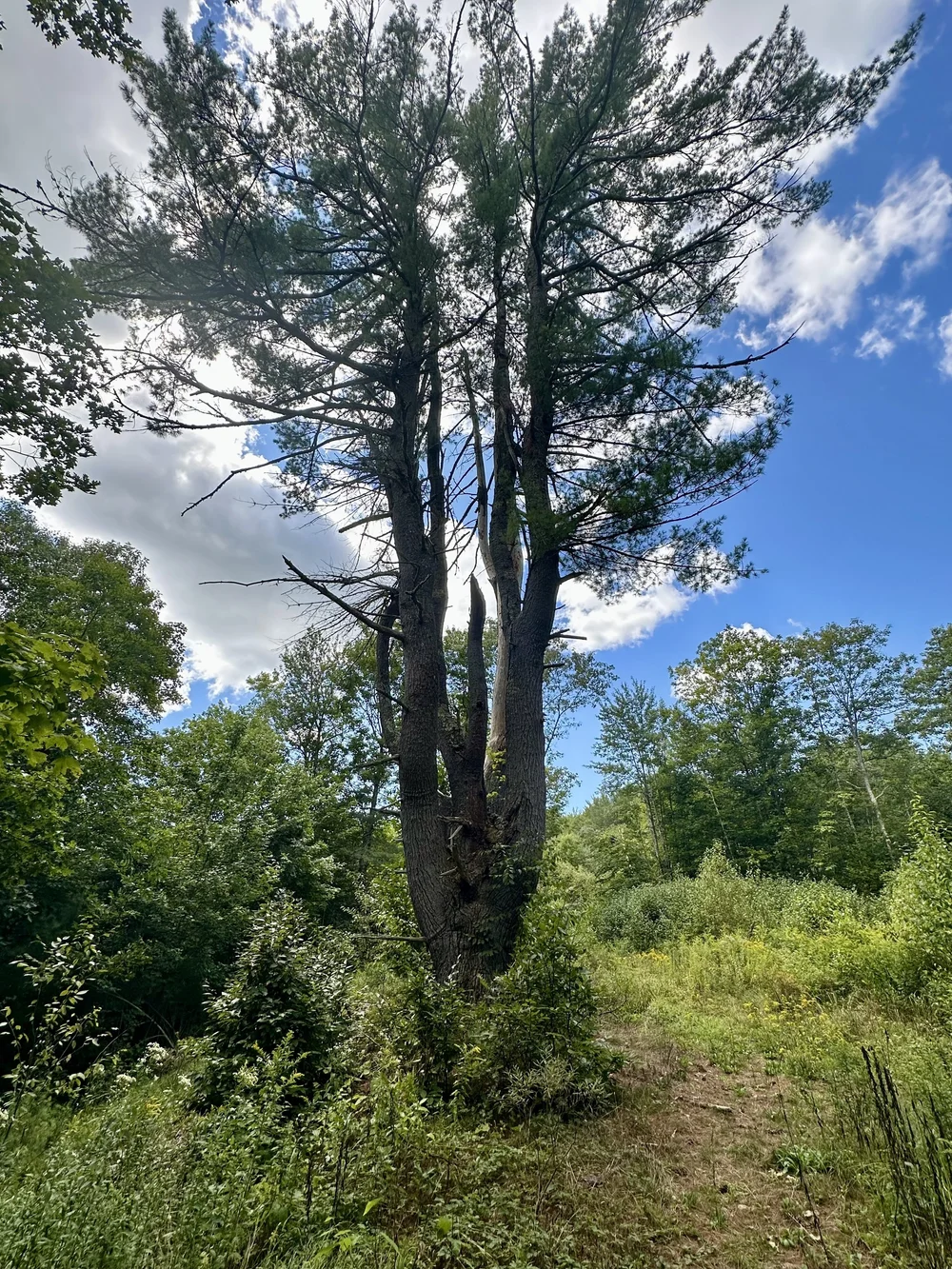 "Wolf" (forked) pine tree