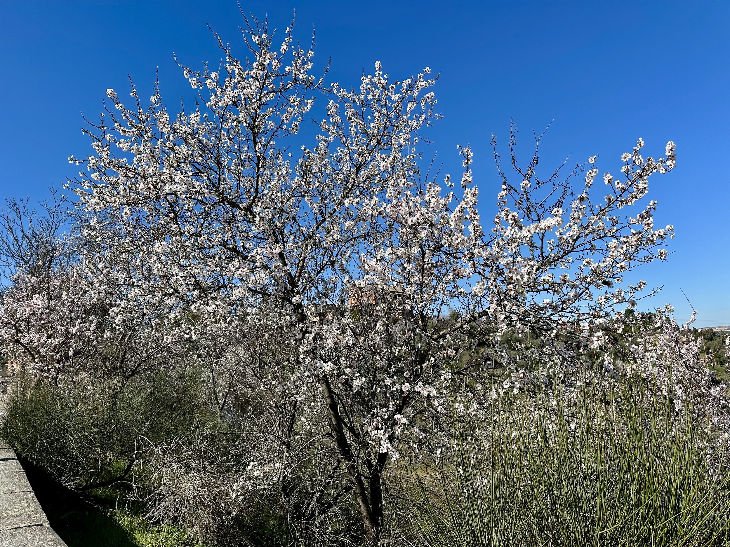 IMG_6933.jpeg