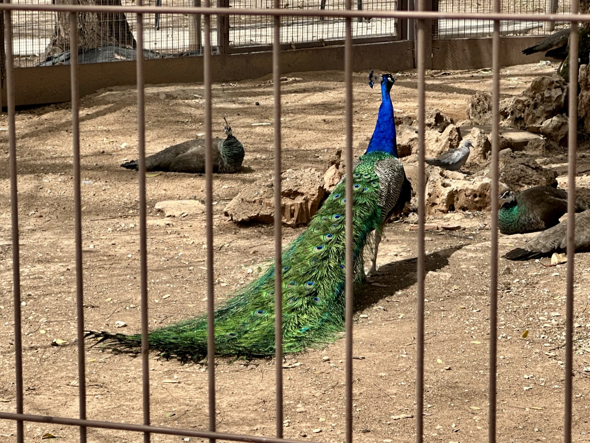 IMG_0462.jpeg
