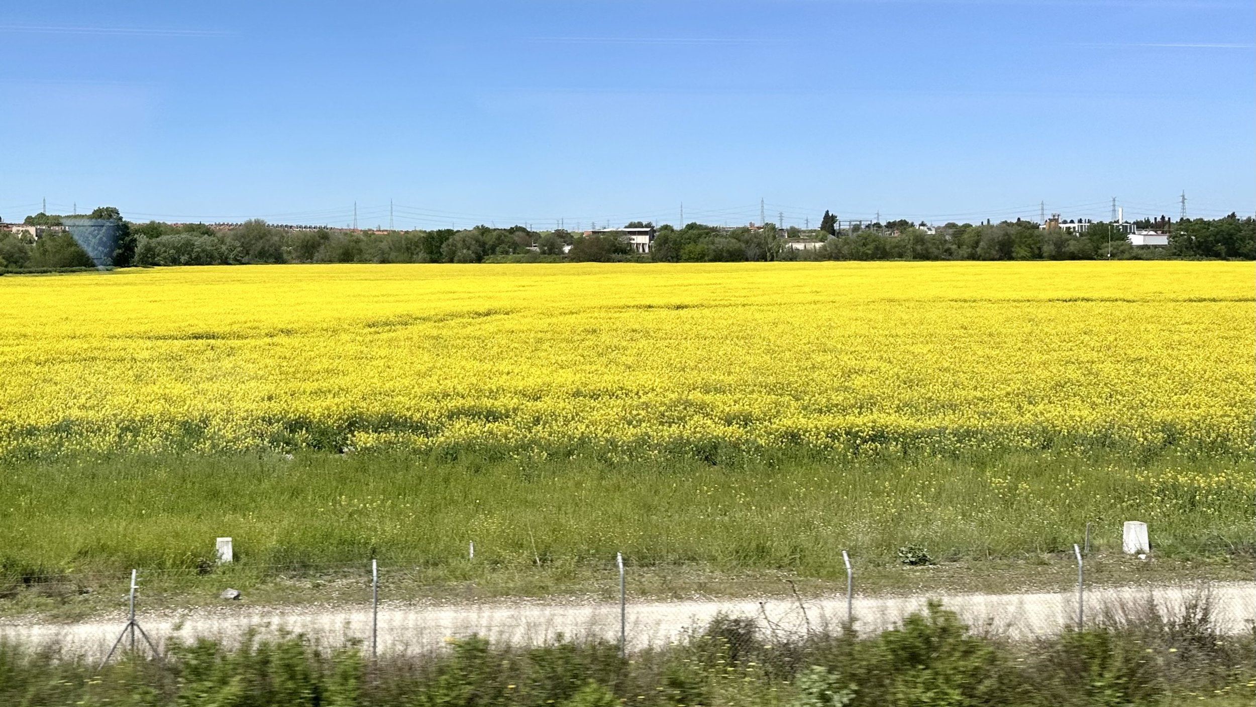 Field of rapeseed flowers east of Madrid