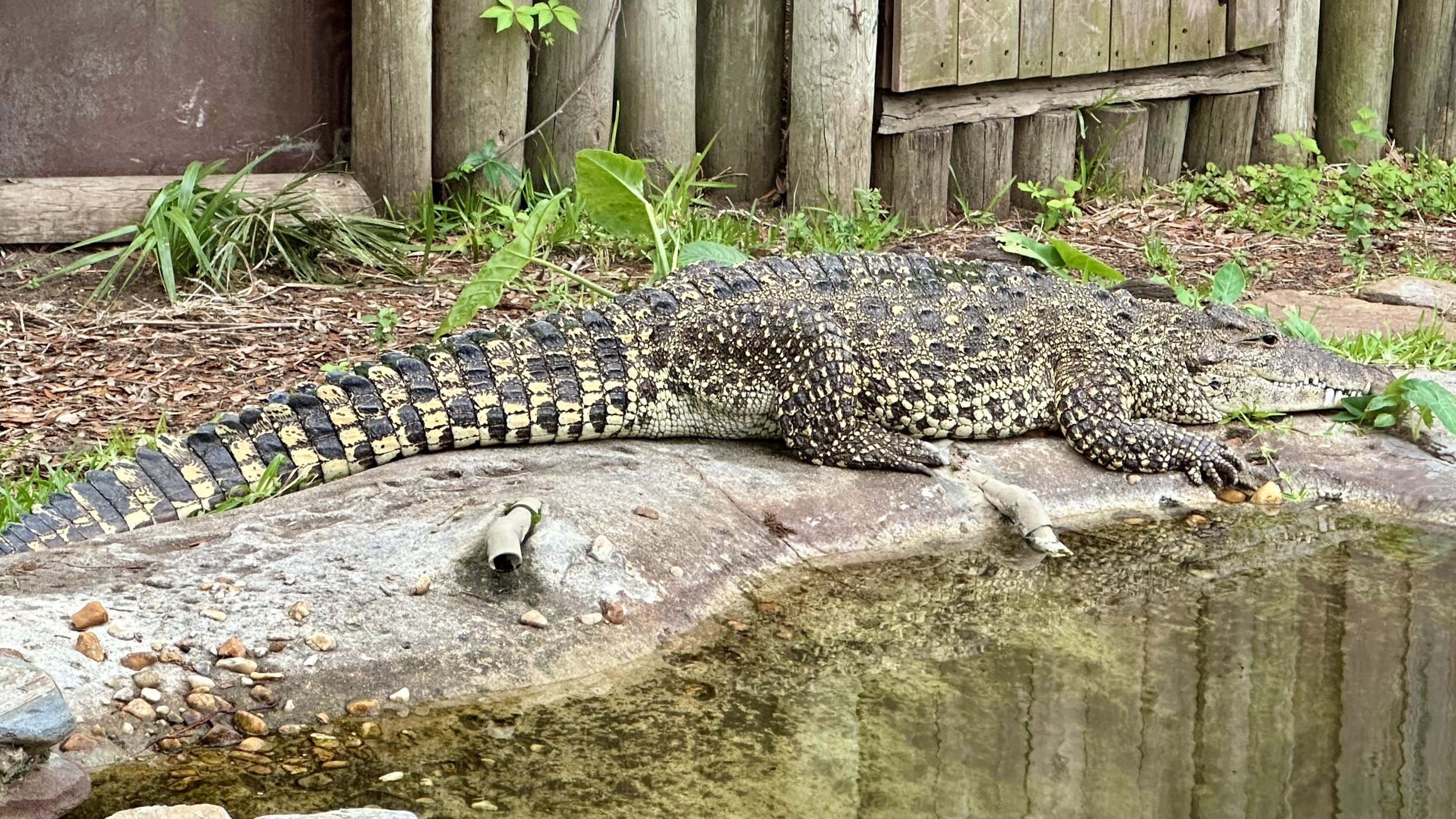 Cuban crocodile