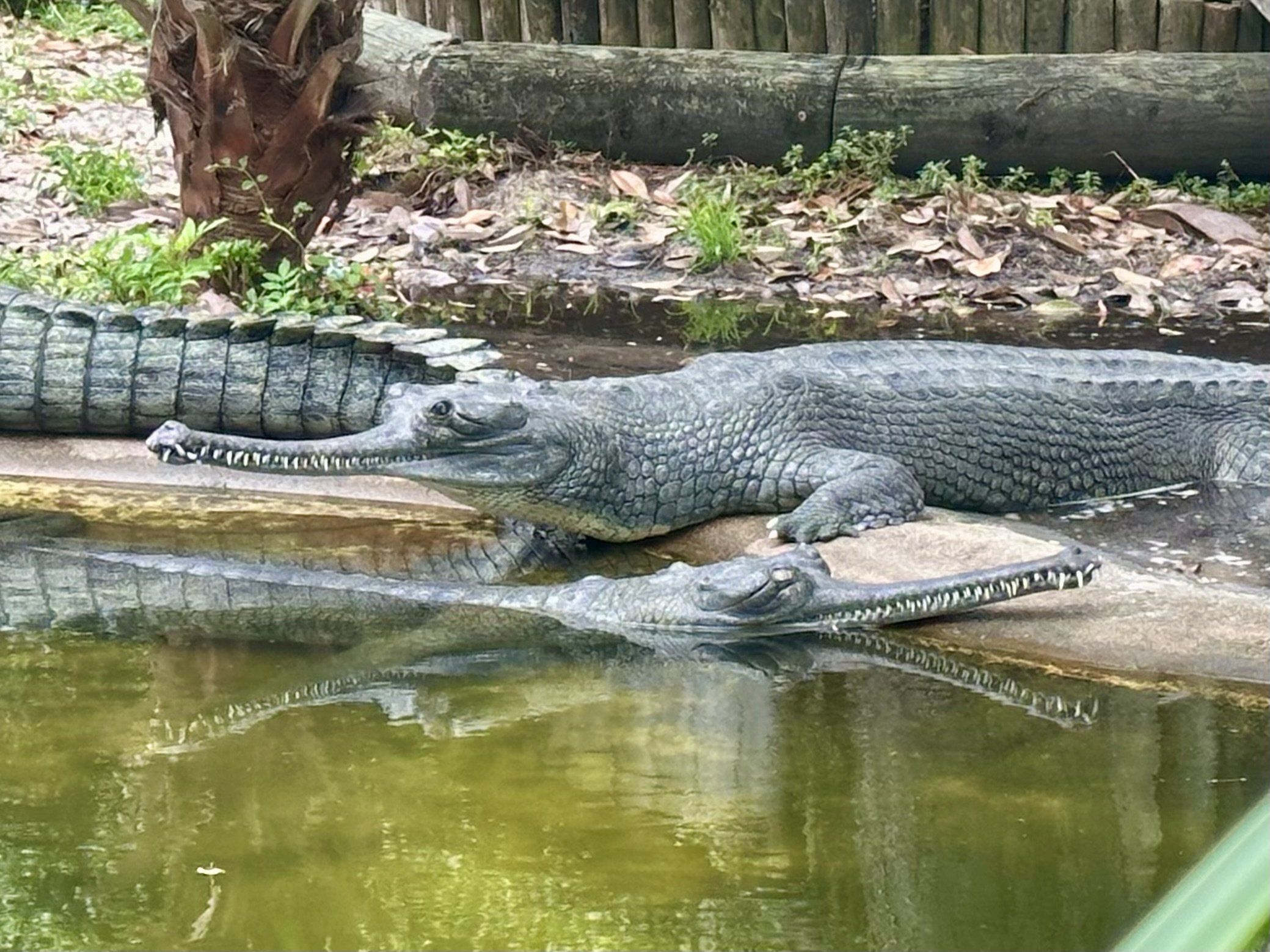 Indian gharial