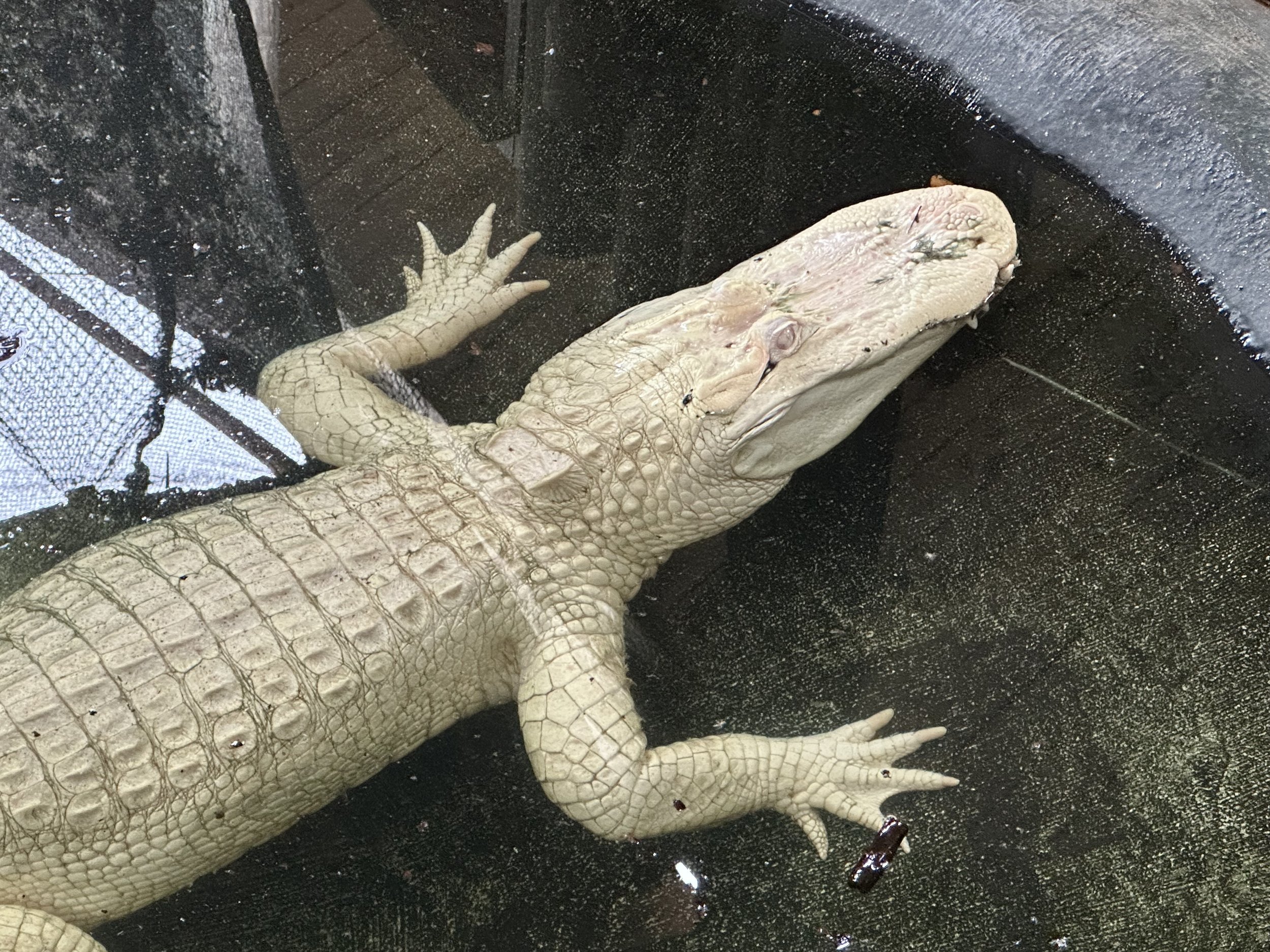 Albino American alligator