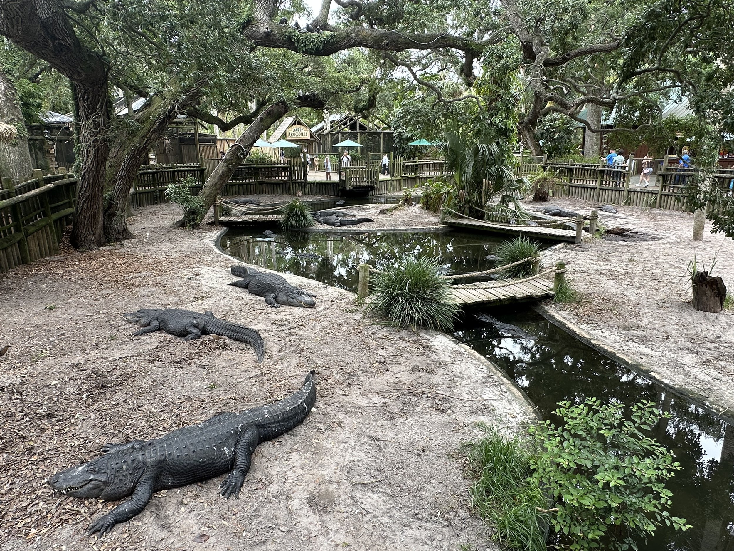 American alligators