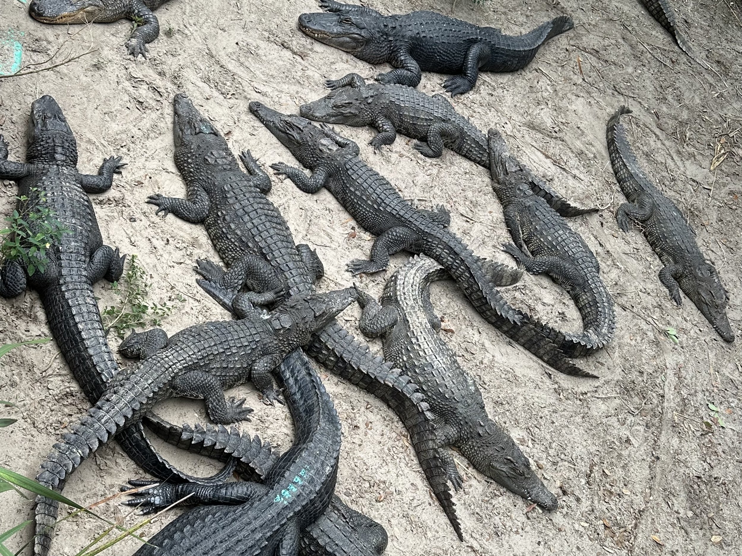 American alligators