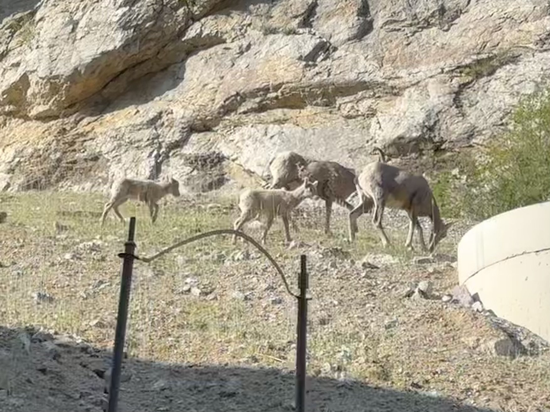 Female and juvenile bighorn sheep