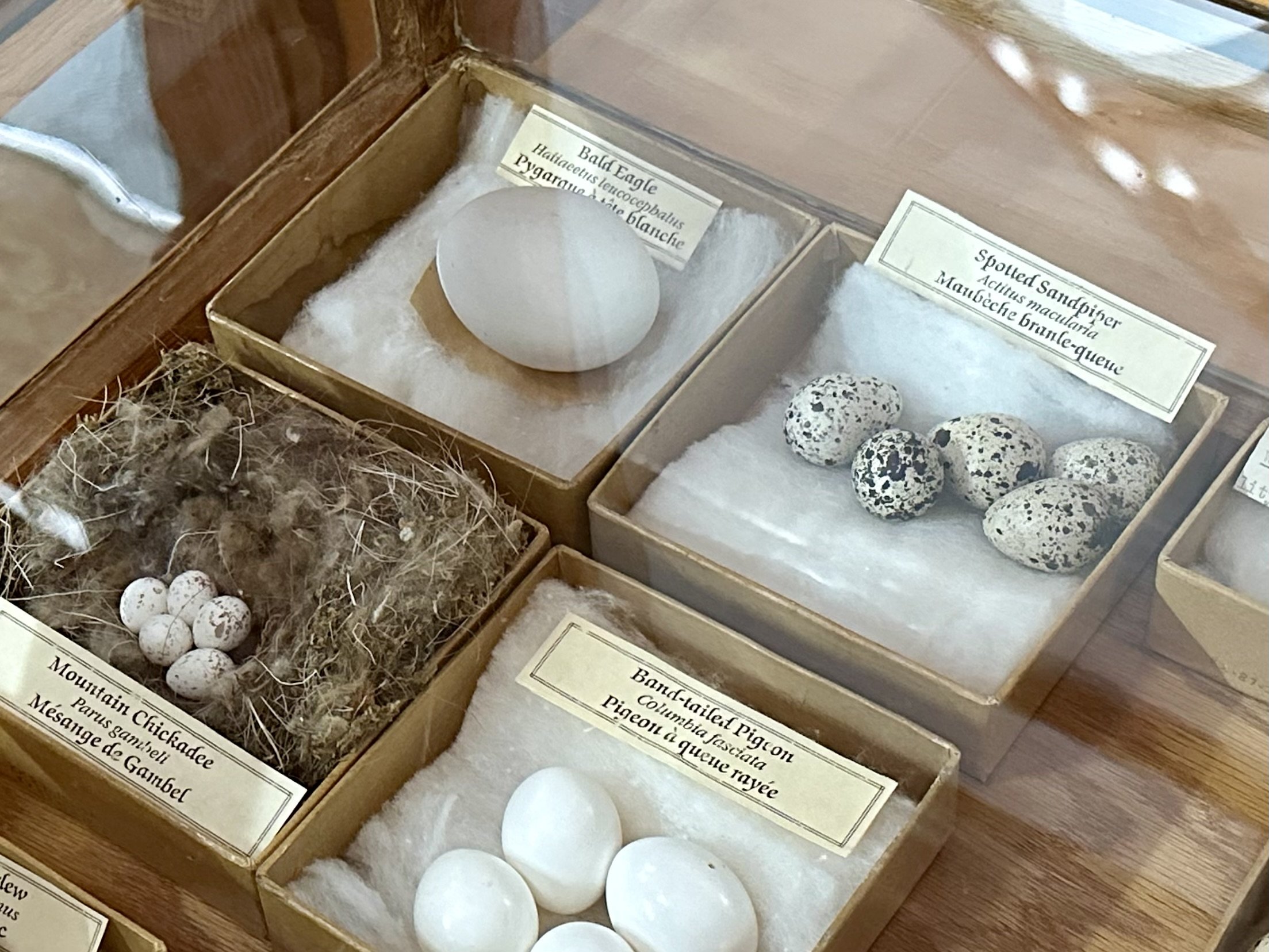 Bald eagle (and other) eggs