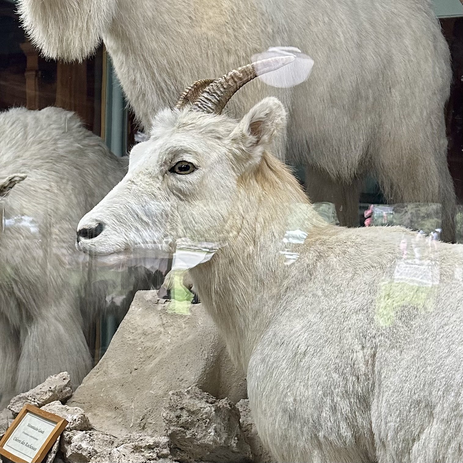 Bighorn Sheep