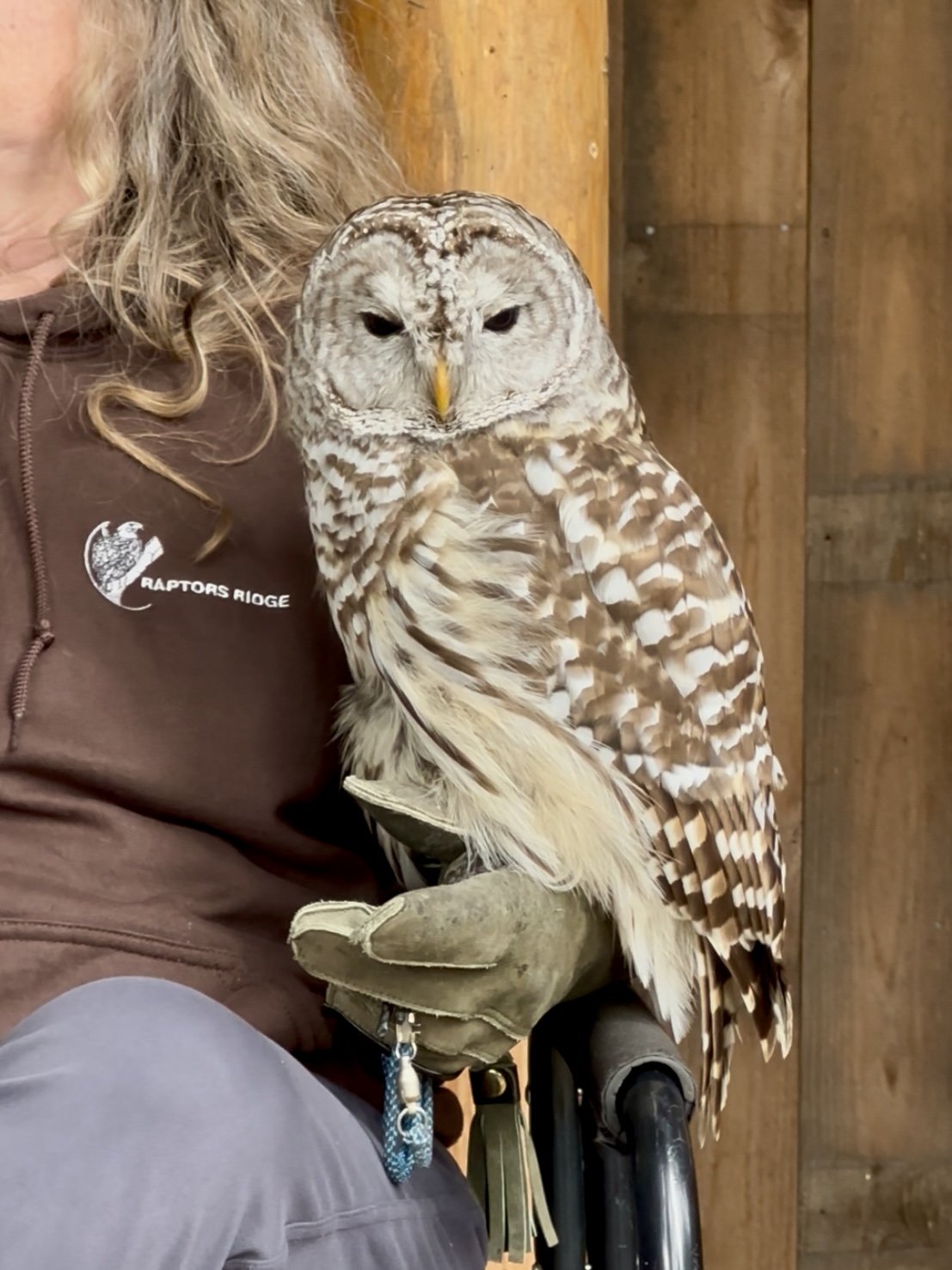 Barn Owl