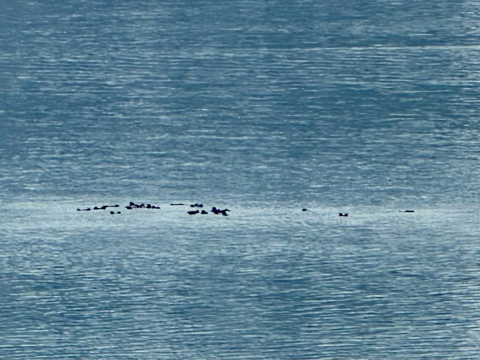 Sea otters