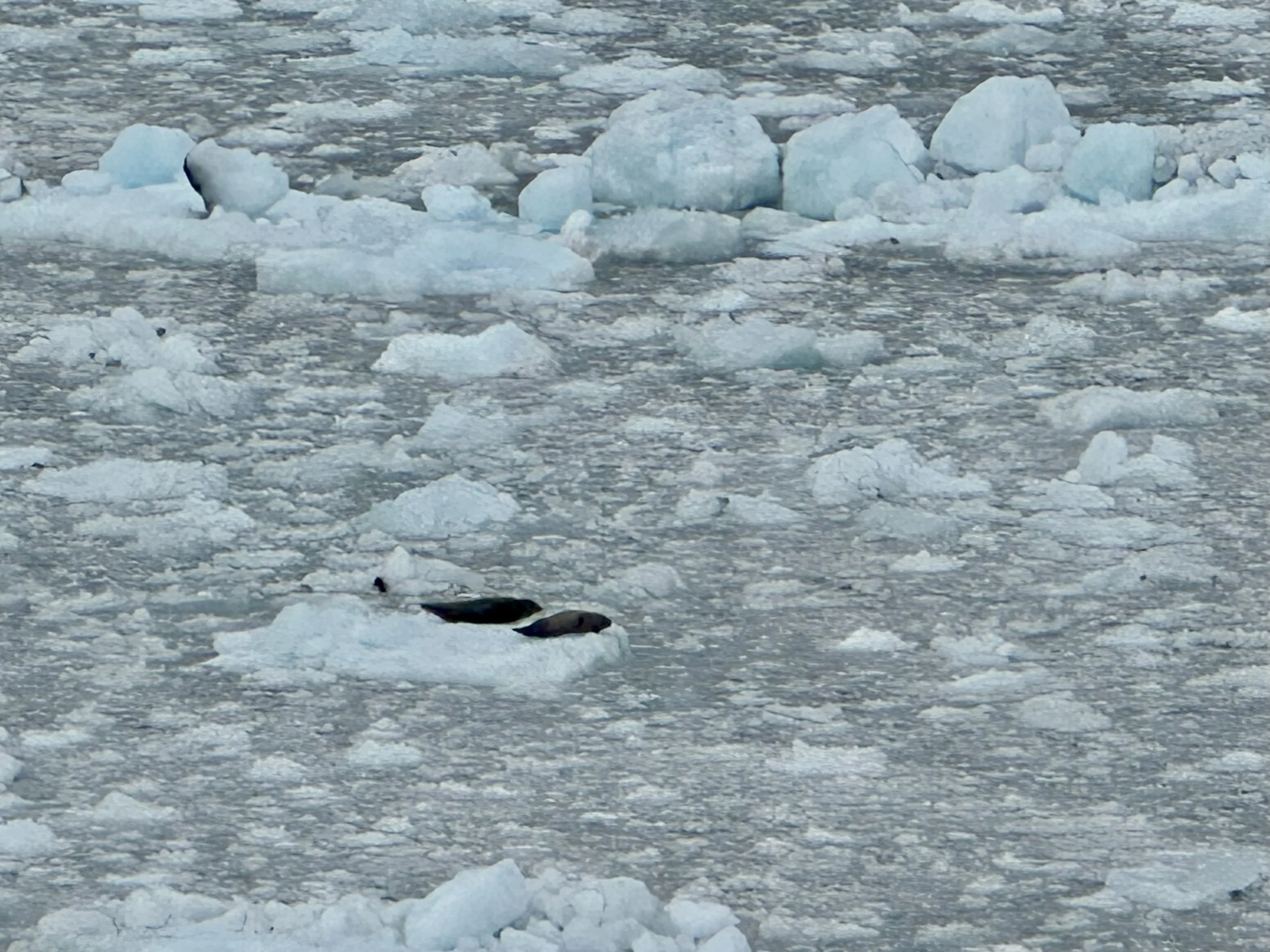 Harbor seals