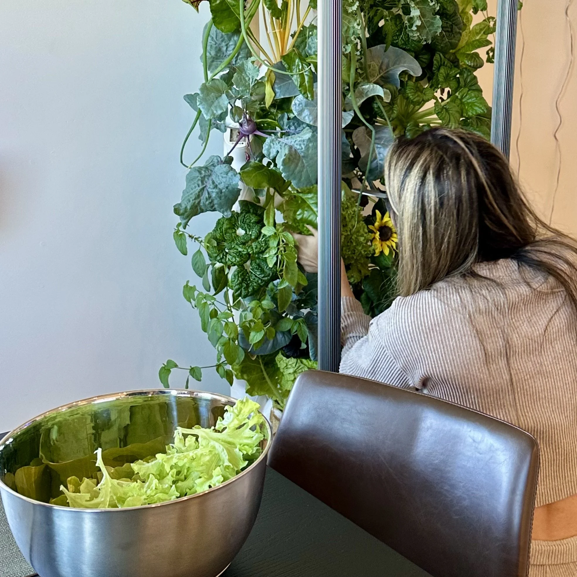 Mei harvesting lettuce