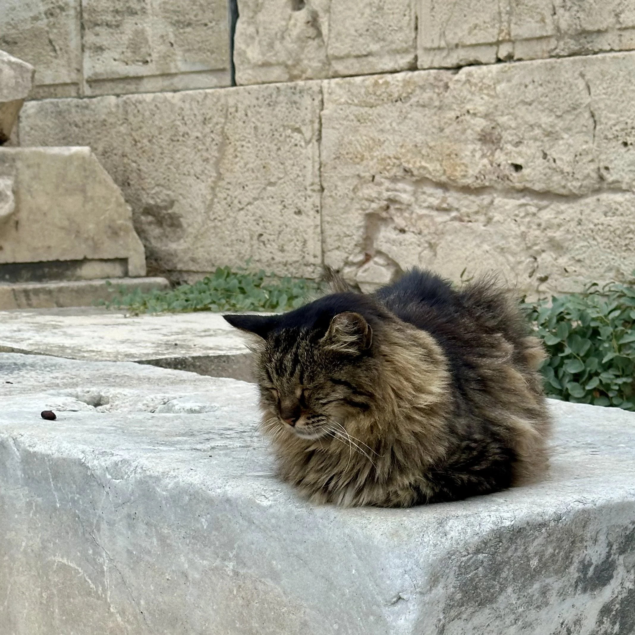 IMG_7457.jpeg